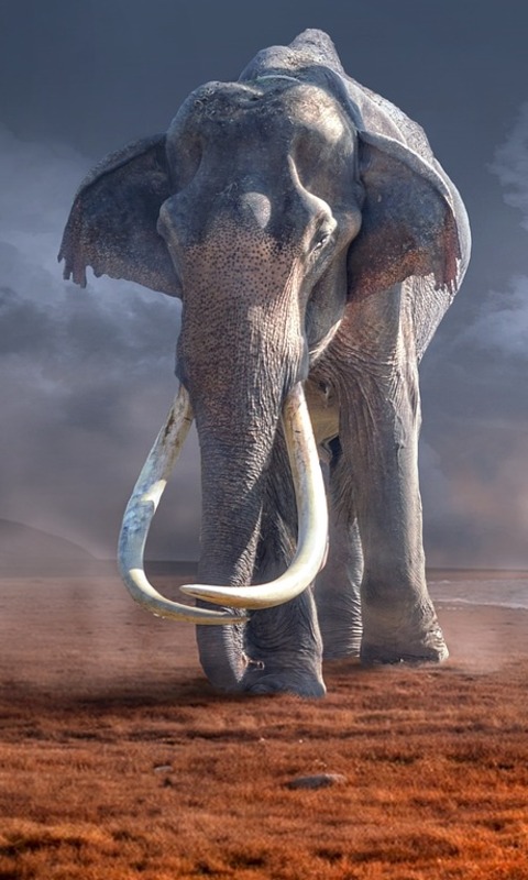 Download mobile wallpaper Elephants, Animal, Elephant for free.