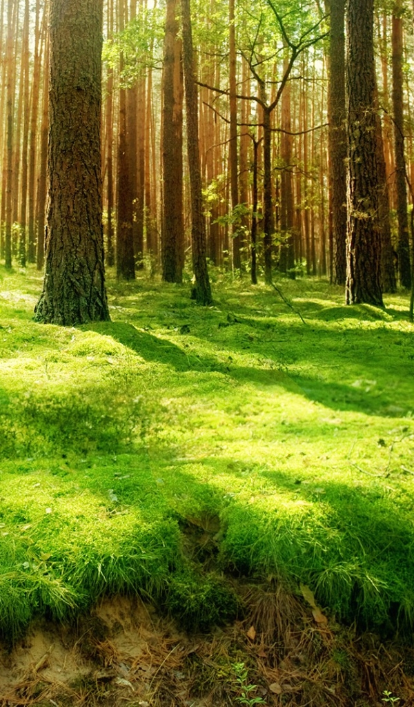 Download mobile wallpaper Forest, Earth for free.