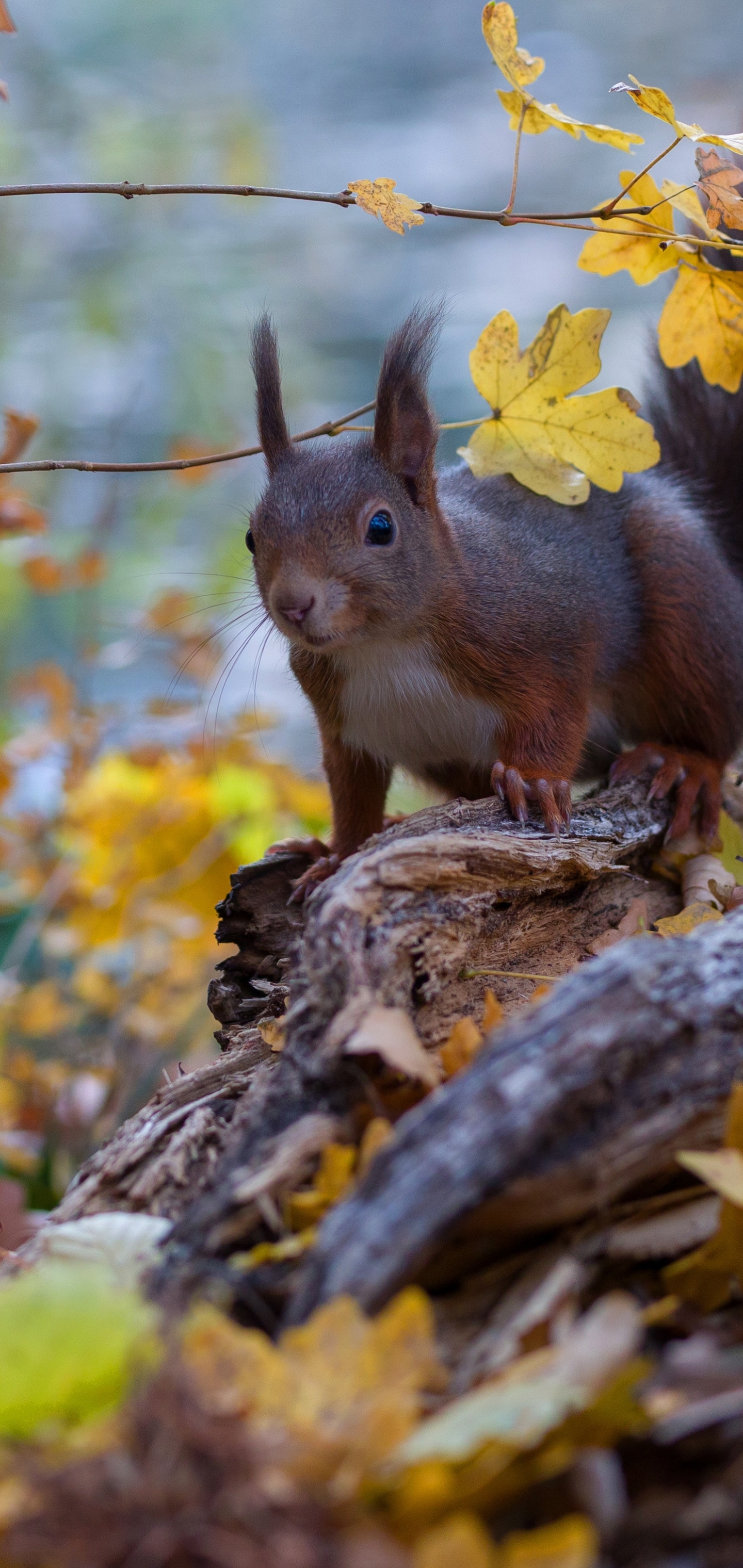 Handy-Wallpaper Tiere, Eichhörnchen, Nagetier kostenlos herunterladen.