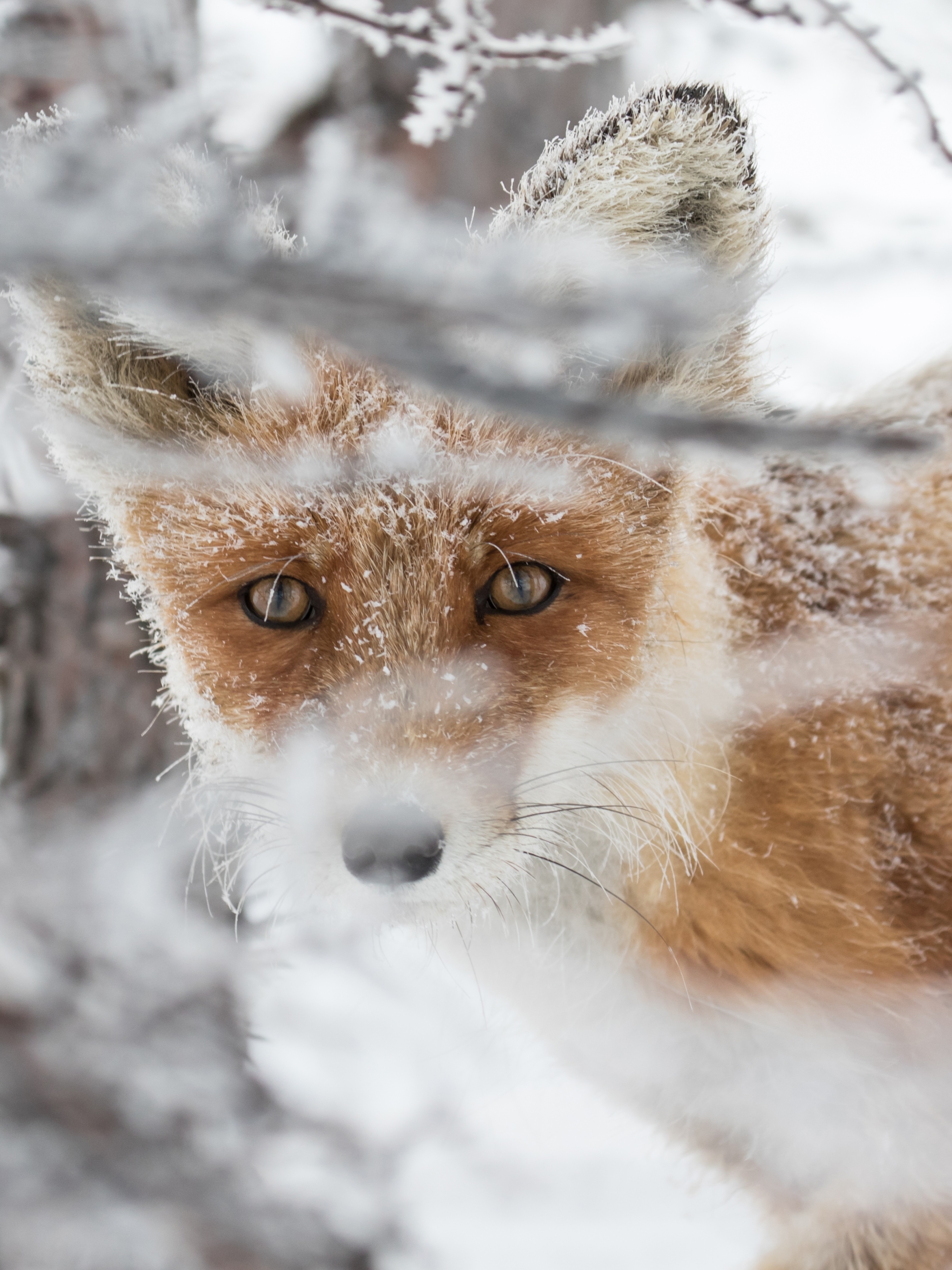 Download mobile wallpaper Winter, Fox, Animal, Stare for free.