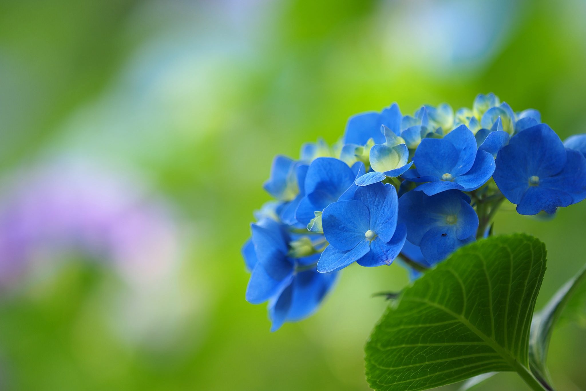 426045 завантажити картинку гортензія, земля, синя квітка, квітка, природа, флауерзи - шпалери і заставки безкоштовно