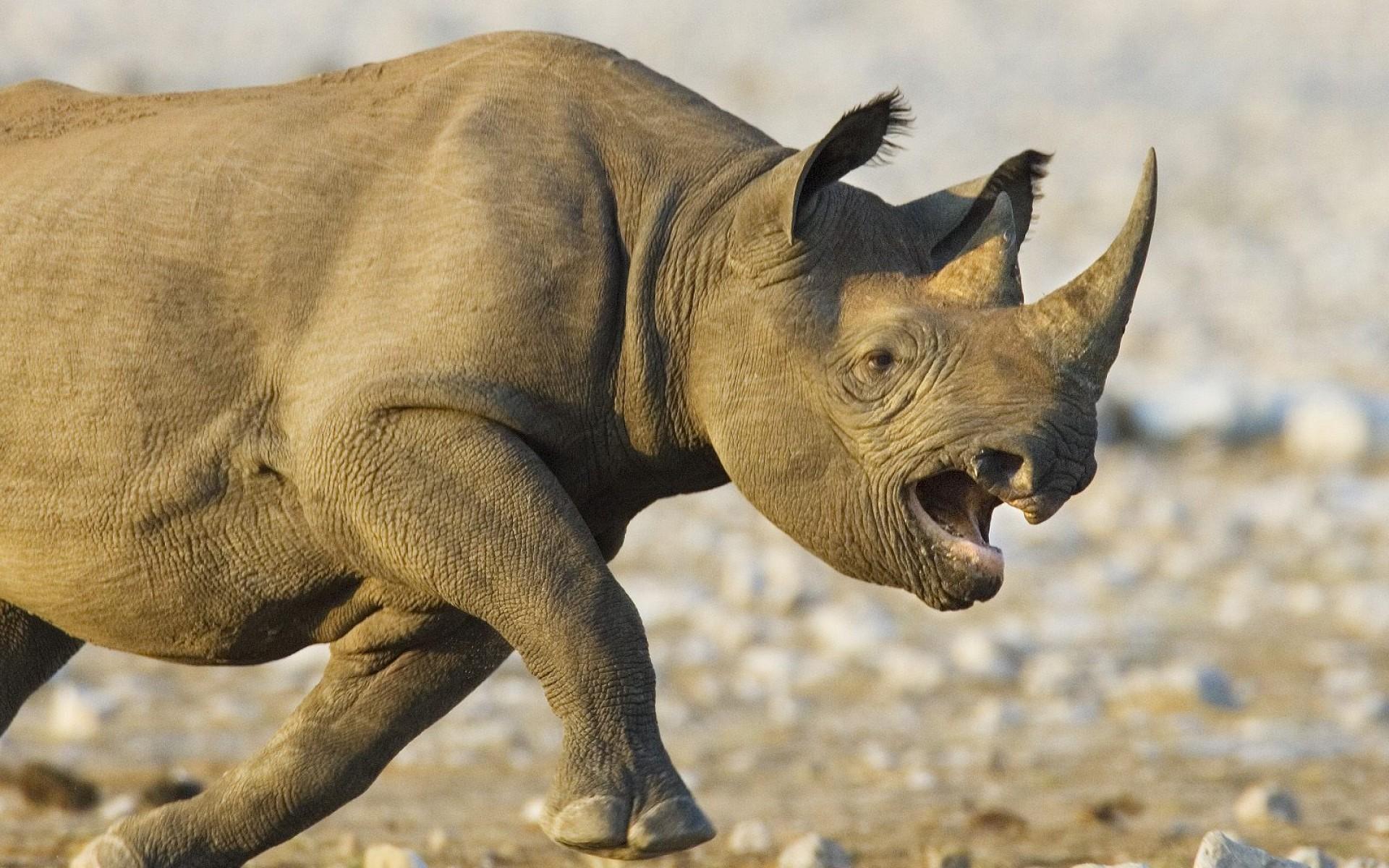 Téléchargez des papiers peints mobile Rhinocéros, Animaux gratuitement.
