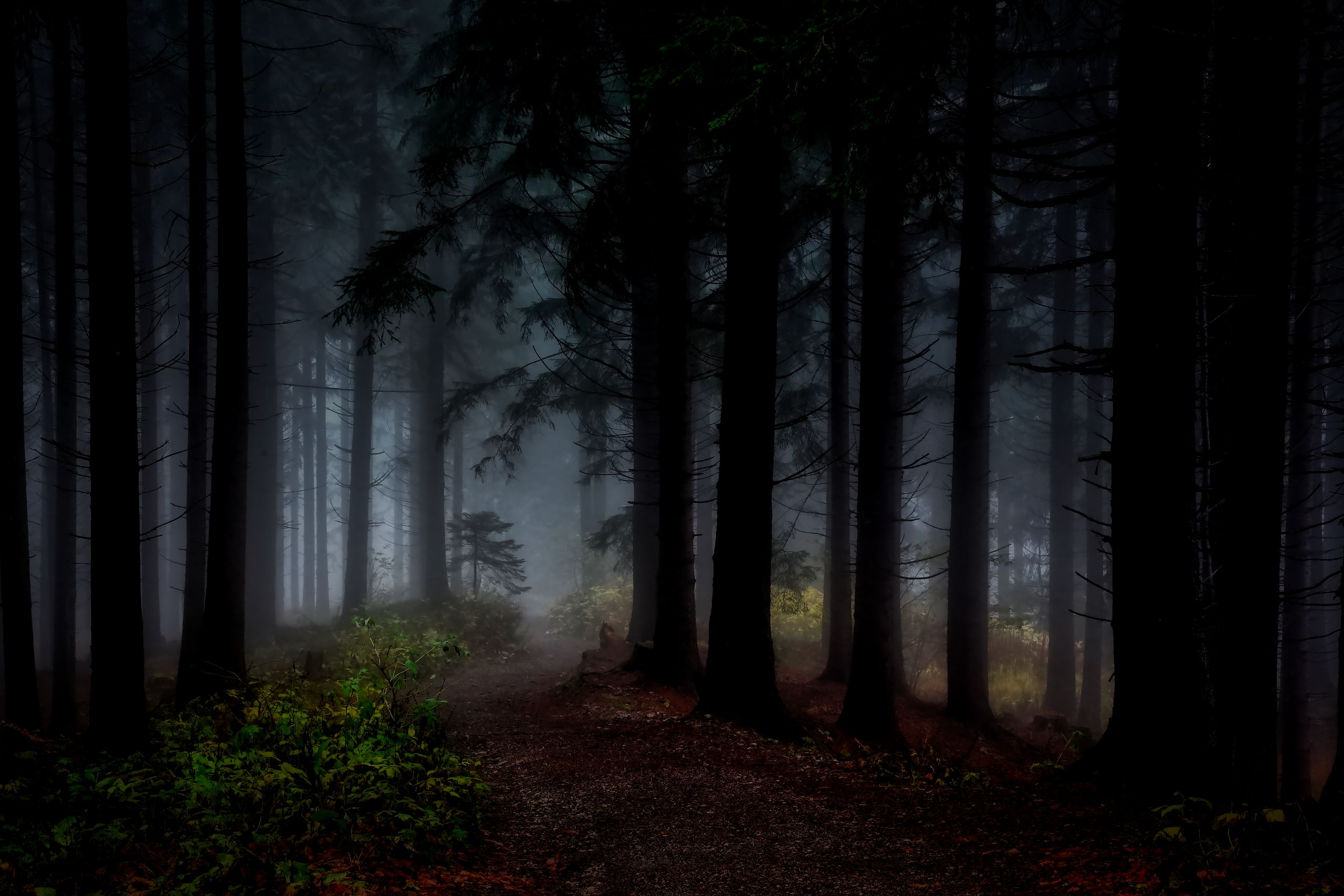 Free download wallpaper Forest, Fog, Earth, Path, Hdr on your PC desktop