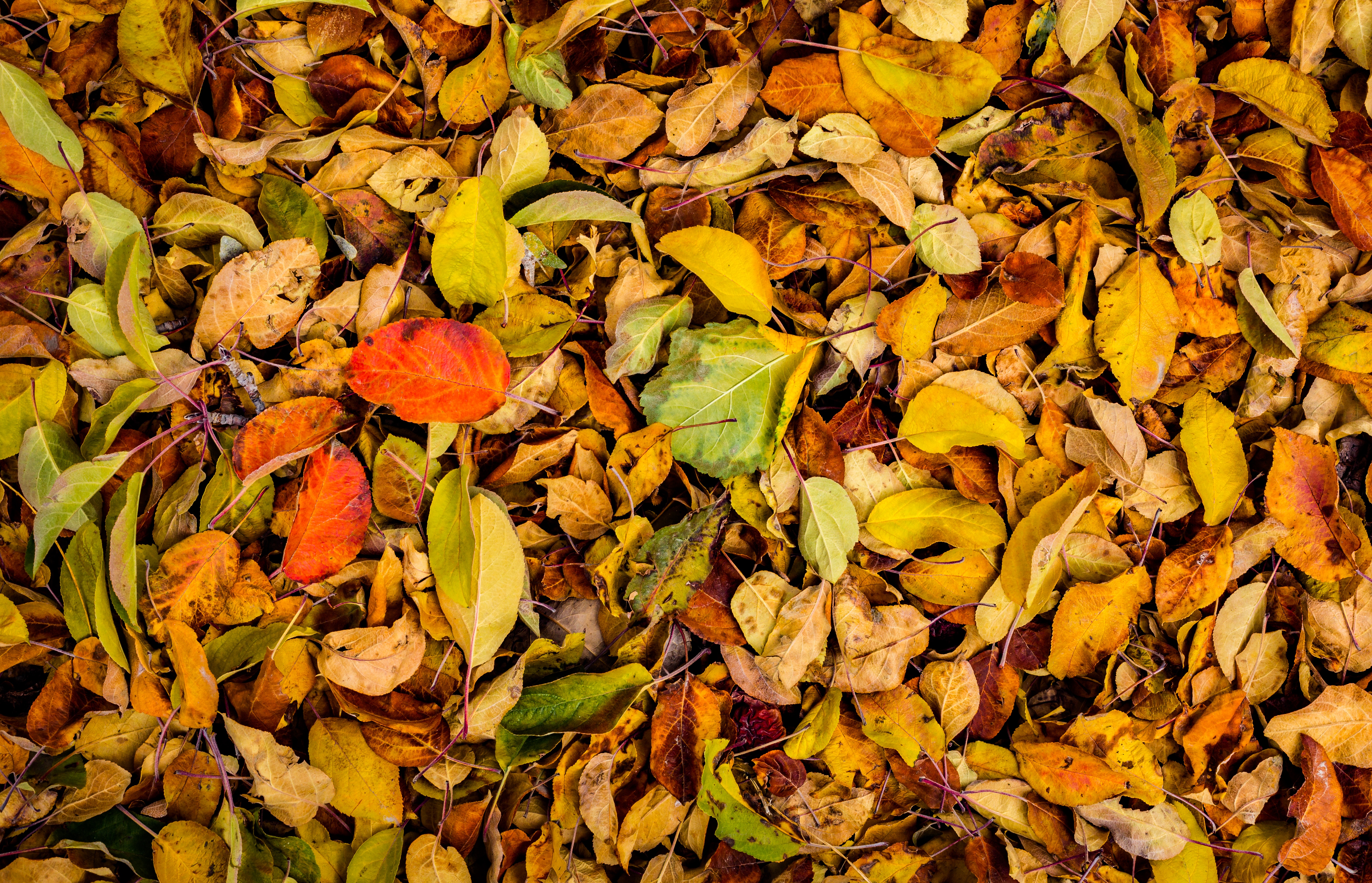 nature, autumn, leaves, dry, fallen
