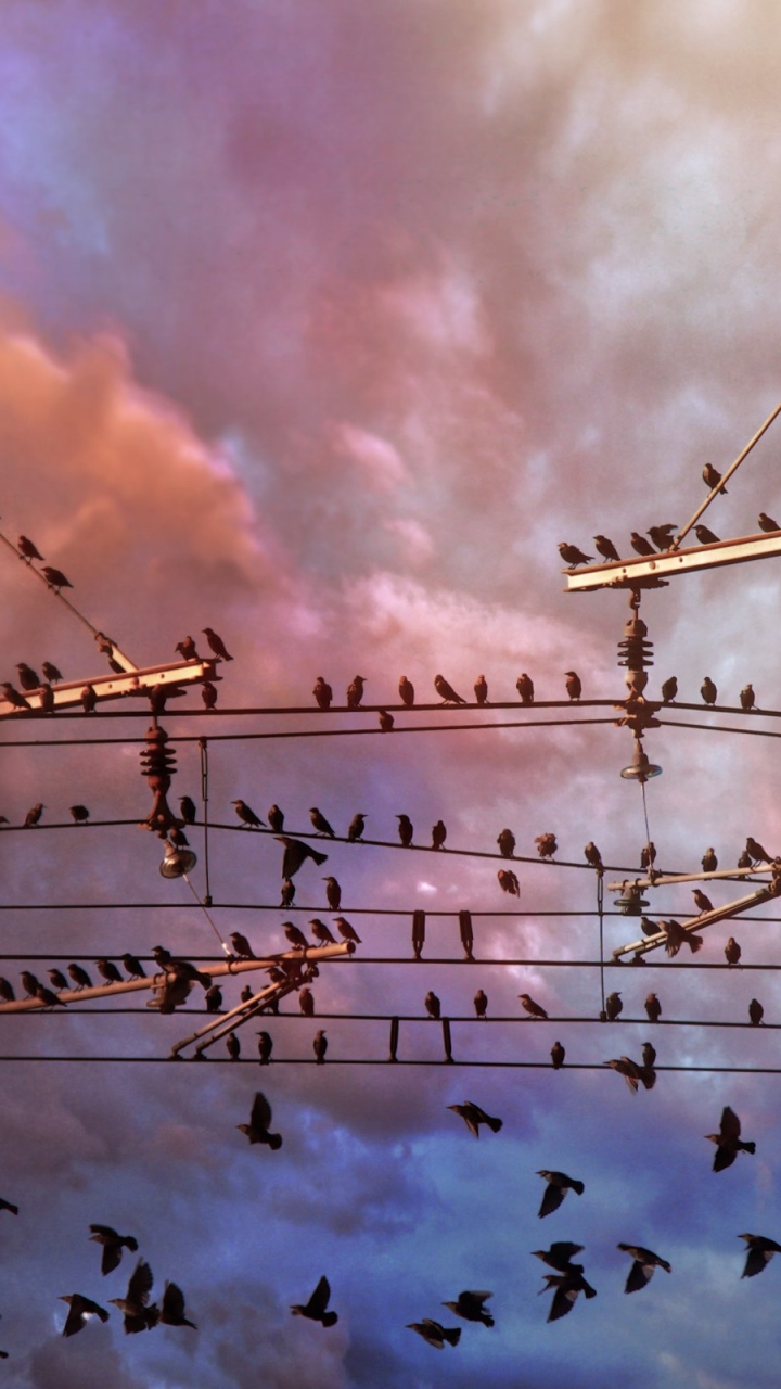 animal, bird, wire, birds HD wallpaper