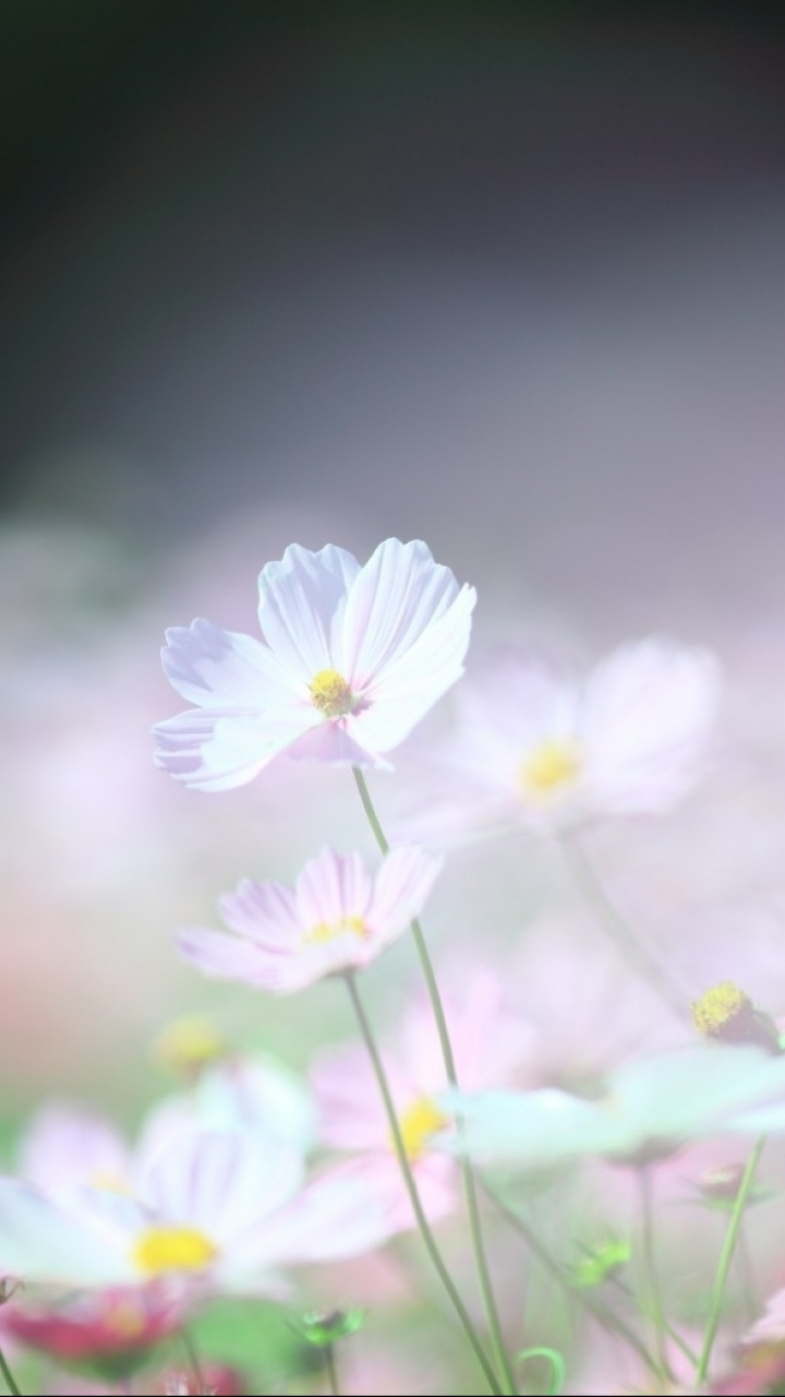 Descarga gratuita de fondo de pantalla para móvil de Flores, Flor, Tierra/naturaleza.