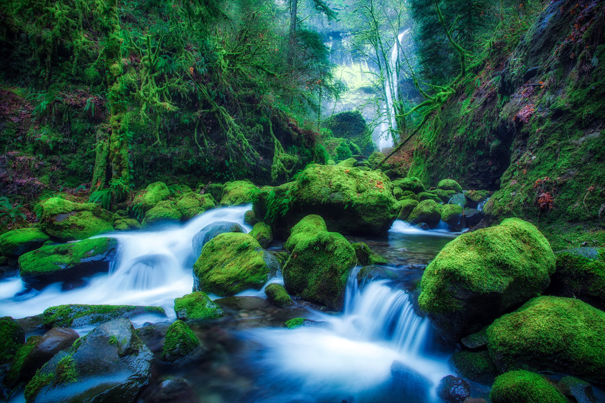 Download mobile wallpaper Waterfalls, Waterfall, Forest, Tree, Earth, Moss for free.