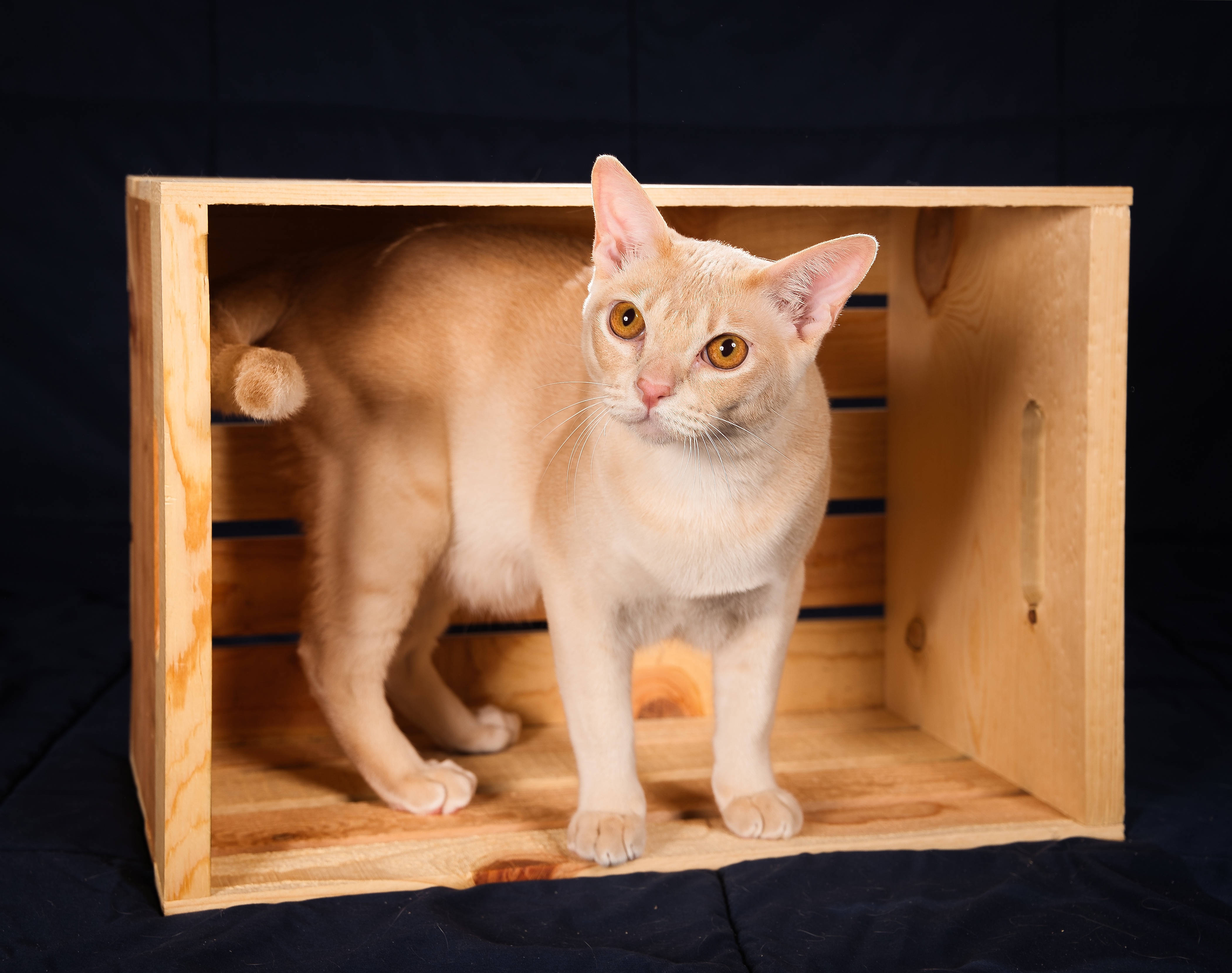 Laden Sie das Tiere, Katzen, Katze, Burmesische Katze-Bild kostenlos auf Ihren PC-Desktop herunter