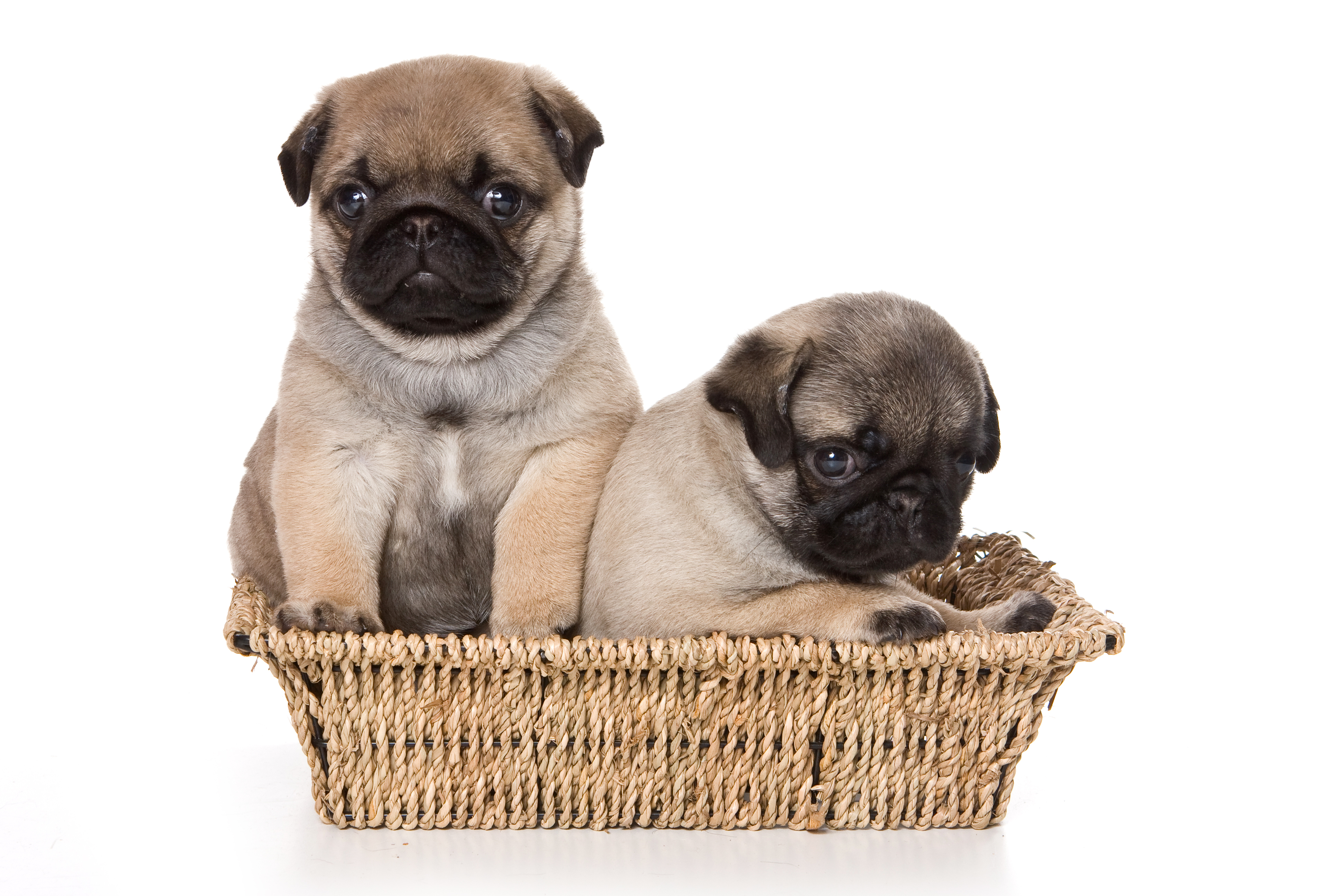 Download mobile wallpaper Dogs, Dog, Animal, Puppy, Pug for free.