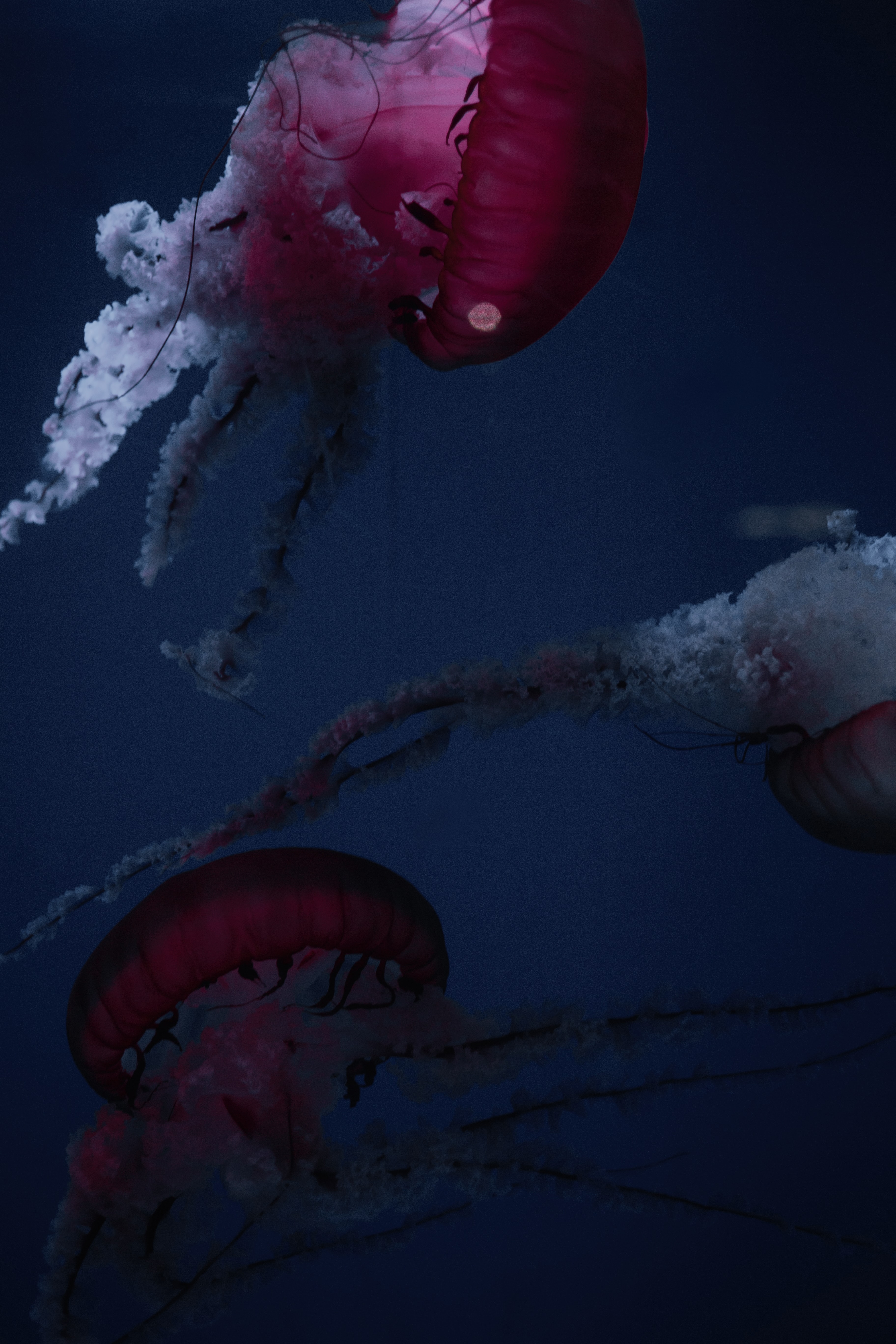 131455 завантажити шпалери тварини, медузи, червоний, щупальця, істоти, істот, під водою, підводний - заставки і картинки безкоштовно