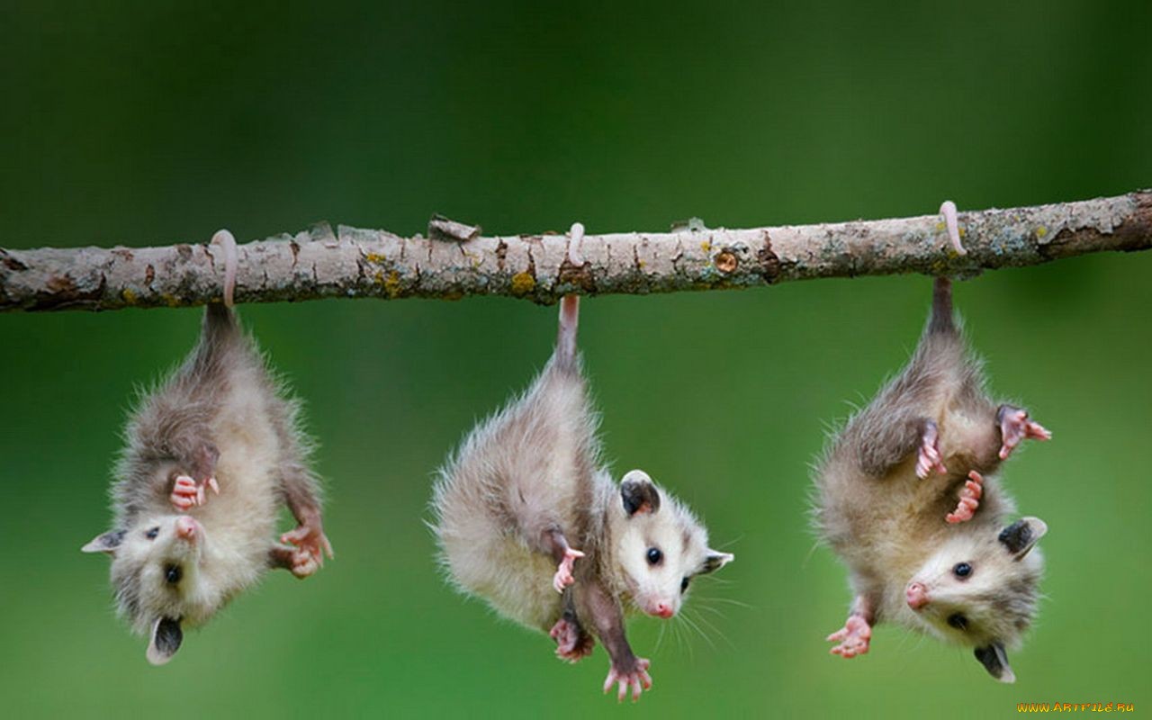 1480972 télécharger l'image opossum, animaux - fonds d'écran et économiseurs d'écran gratuits