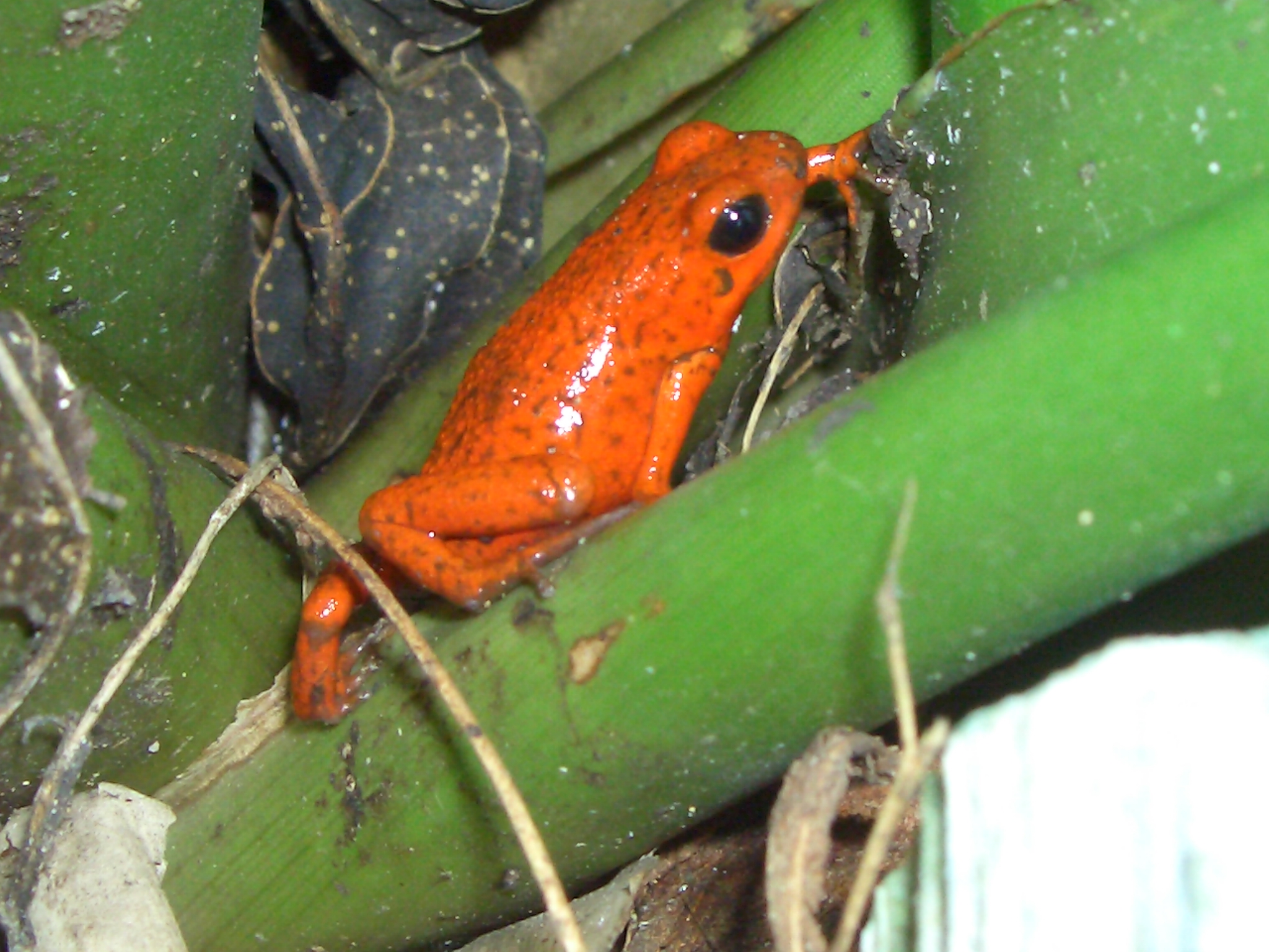 Free download wallpaper Frogs, Animal, Frog on your PC desktop