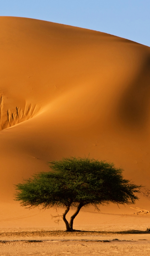 Download mobile wallpaper Landscape, Sand, Desert, Tree, Earth, Dune, Sahara, Africa, Algeria, Tassili N'ajjer for free.