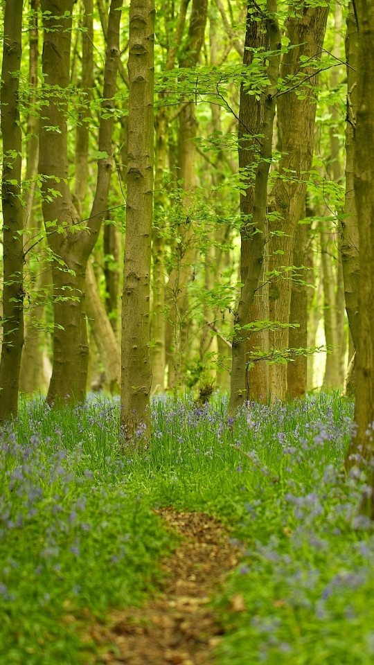 Descarga gratuita de fondo de pantalla para móvil de Naturaleza, Flor, Camino, Bosque, Árbol, Tierra/naturaleza.