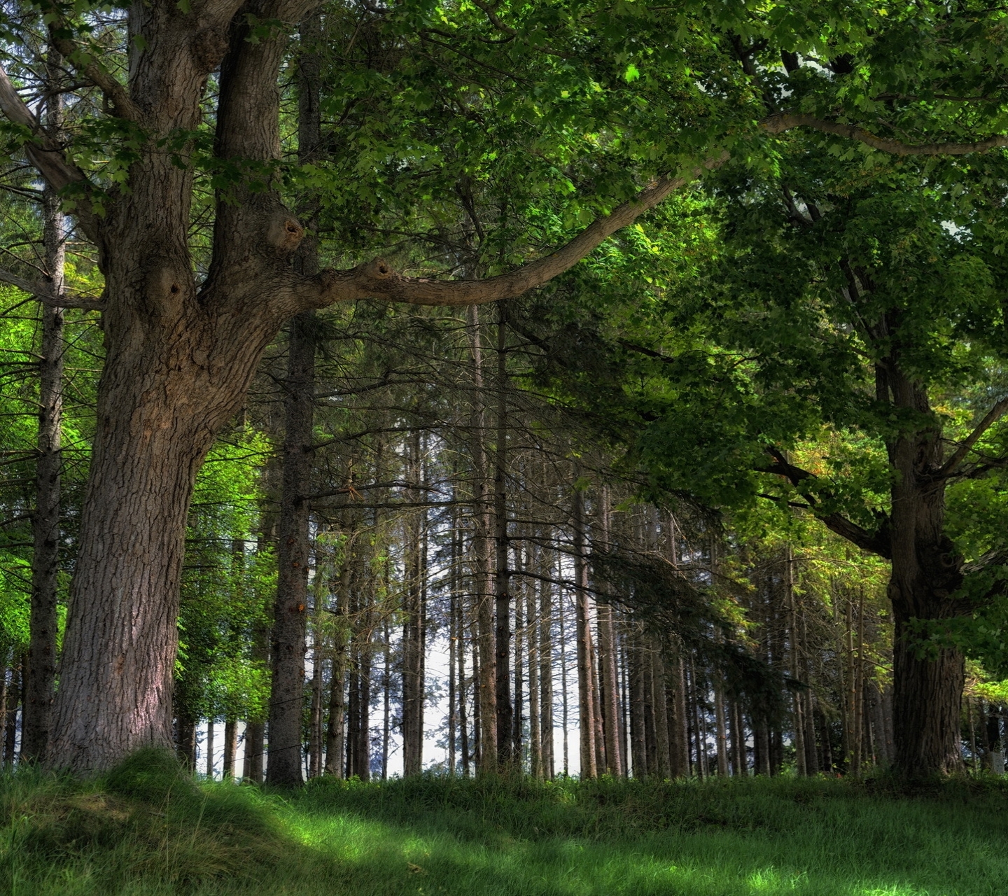 Laden Sie das Landschaft, Wald, Baum, Frühling, Szene, Szenisch, Erde/natur-Bild kostenlos auf Ihren PC-Desktop herunter