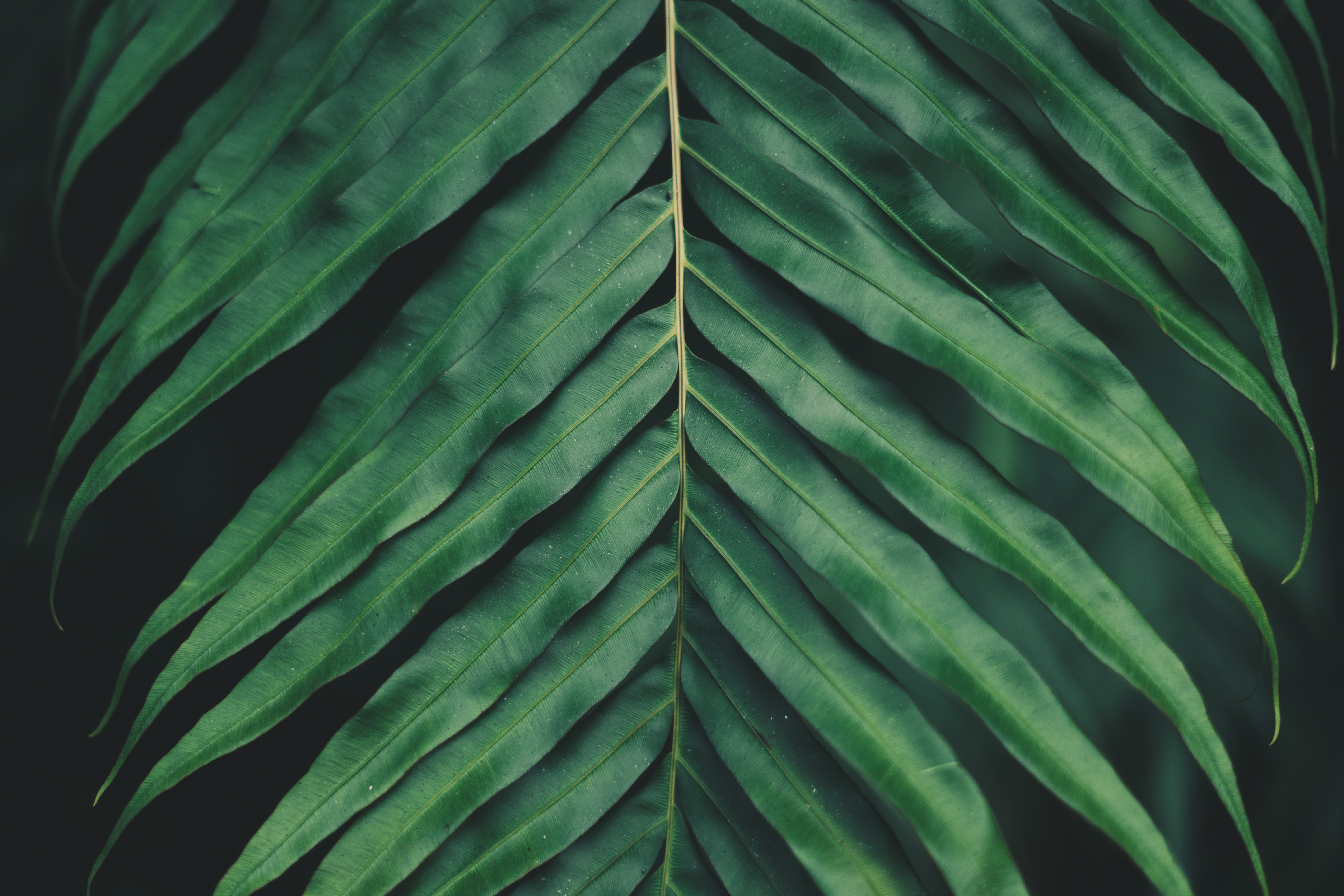 Download mobile wallpaper Macro, Sheet, Leaf, Plant, Smooth, Carved, Blur for free.