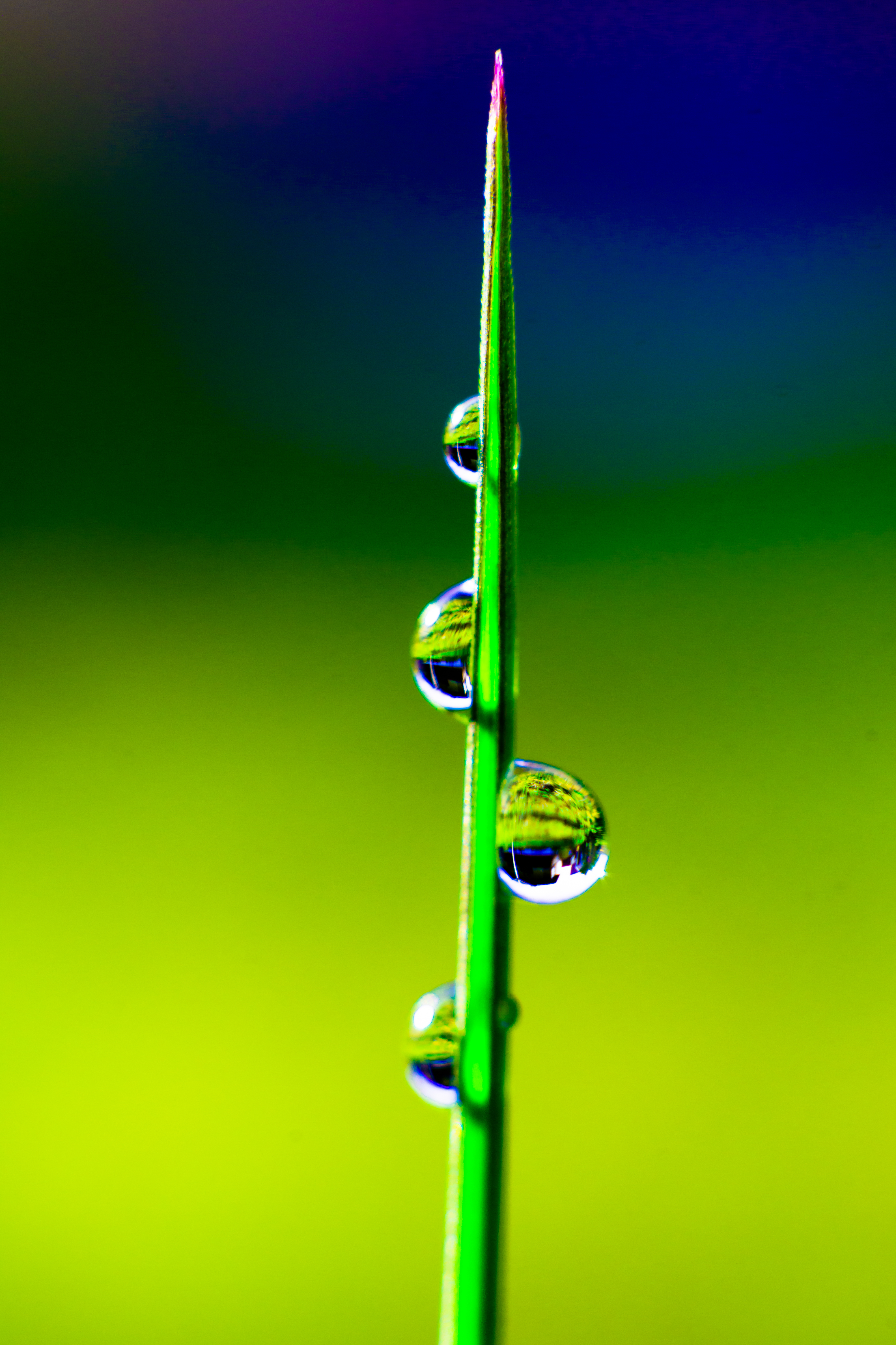 Download mobile wallpaper Water, Grass, Macro, Drops for free.