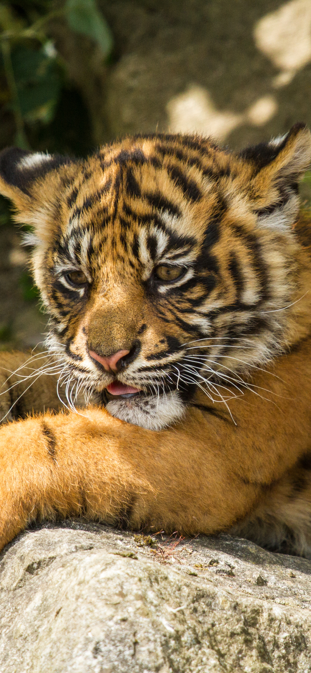 無料モバイル壁紙動物, カップ, 猫, 虎, 赤ちゃん動物をダウンロードします。