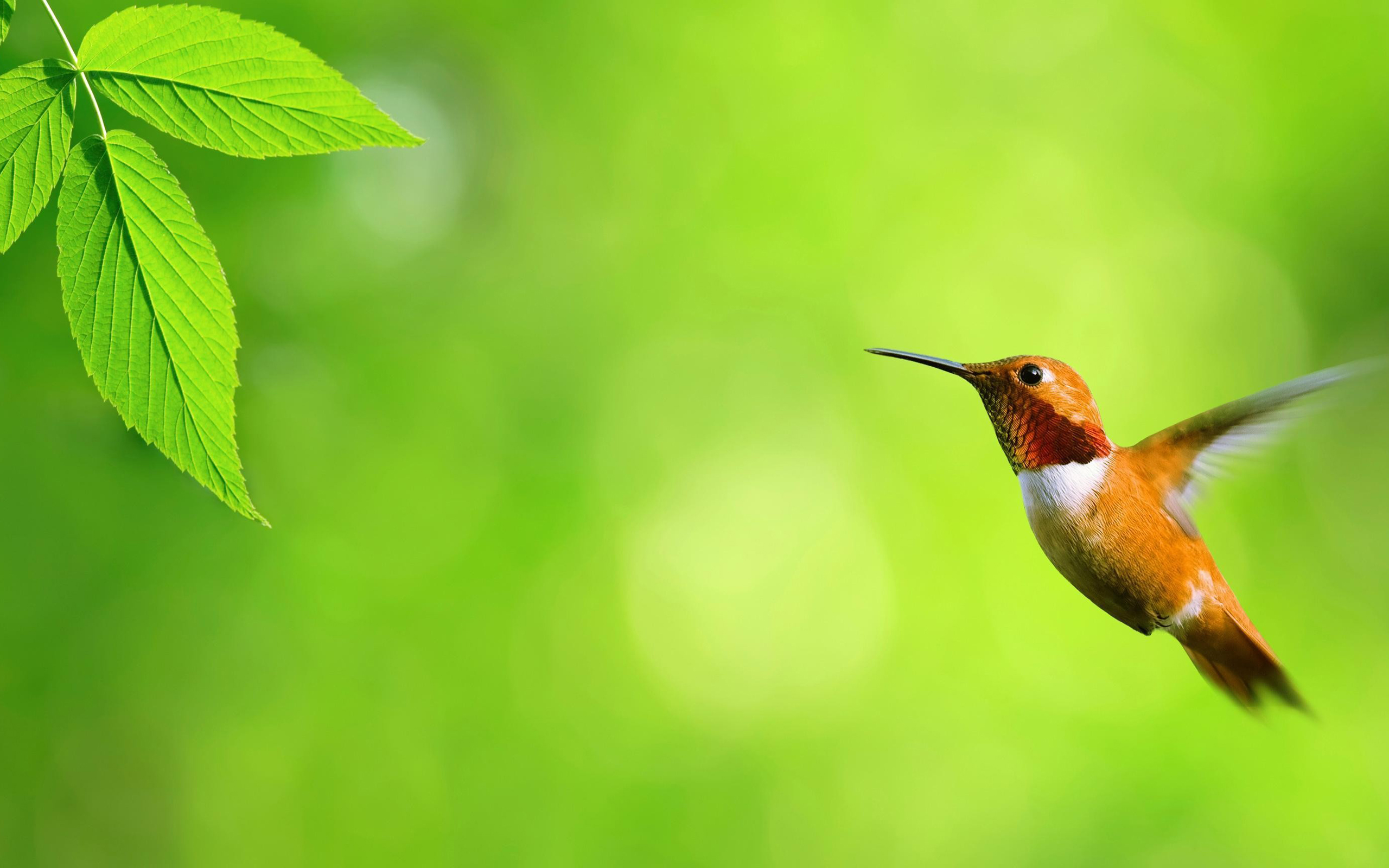 Free download wallpaper Birds, Animal, Hummingbird on your PC desktop