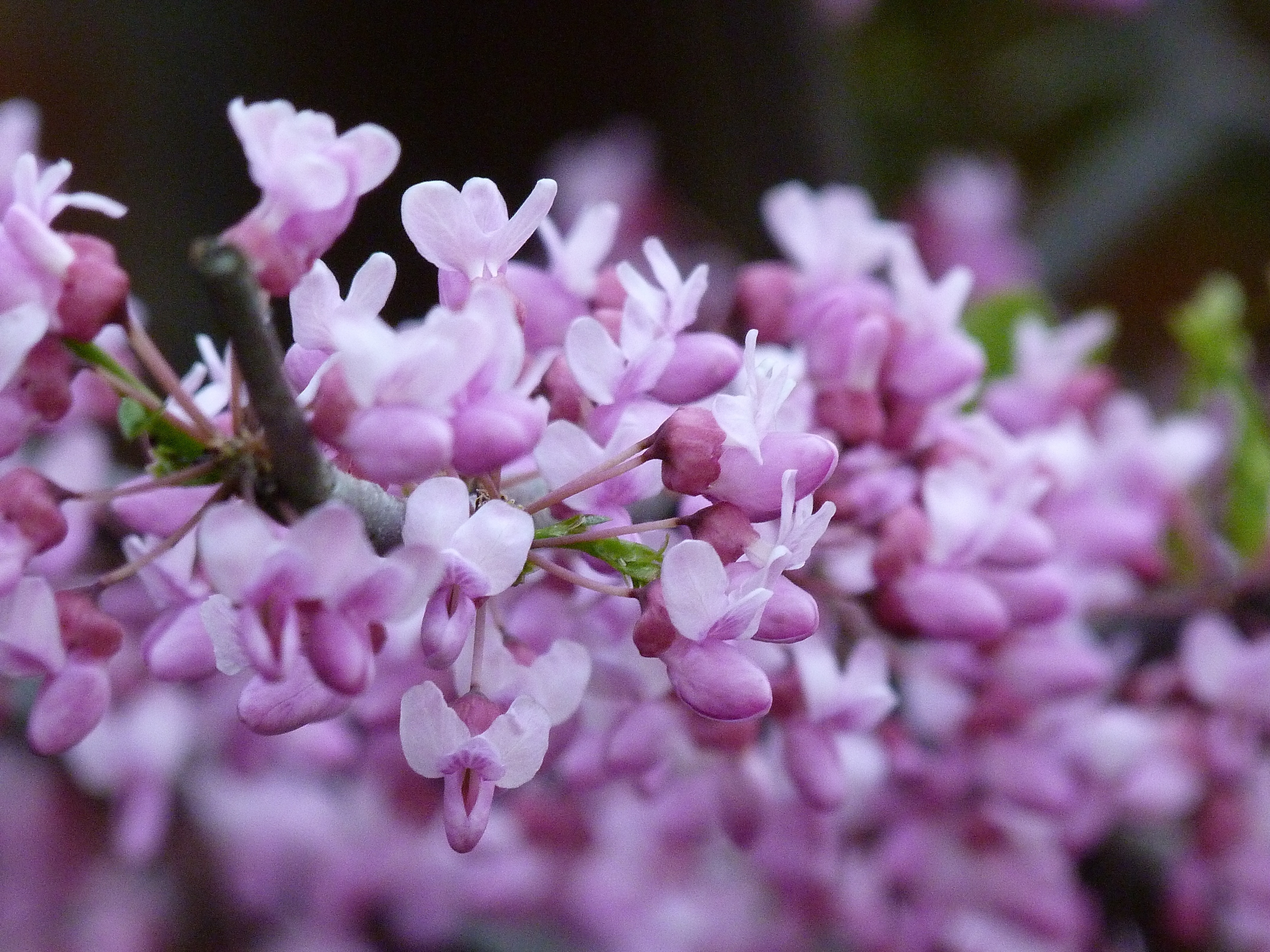 Descarga gratis la imagen Flores, Florecer, Tierra/naturaleza en el escritorio de tu PC