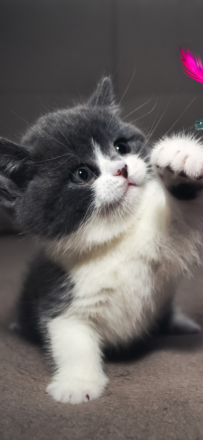 Download mobile wallpaper Cats, Cat, Kitten, Animal, Baby Animal for free.