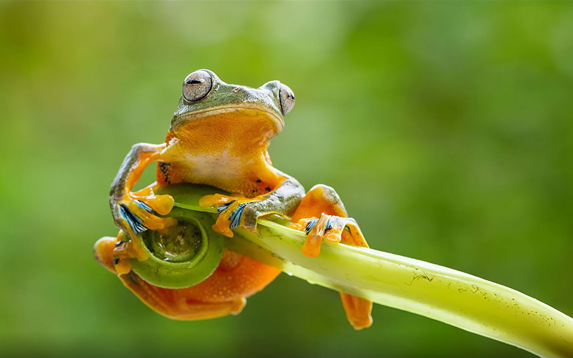 Handy-Wallpaper Tiere, Frösche, Frosch kostenlos herunterladen.