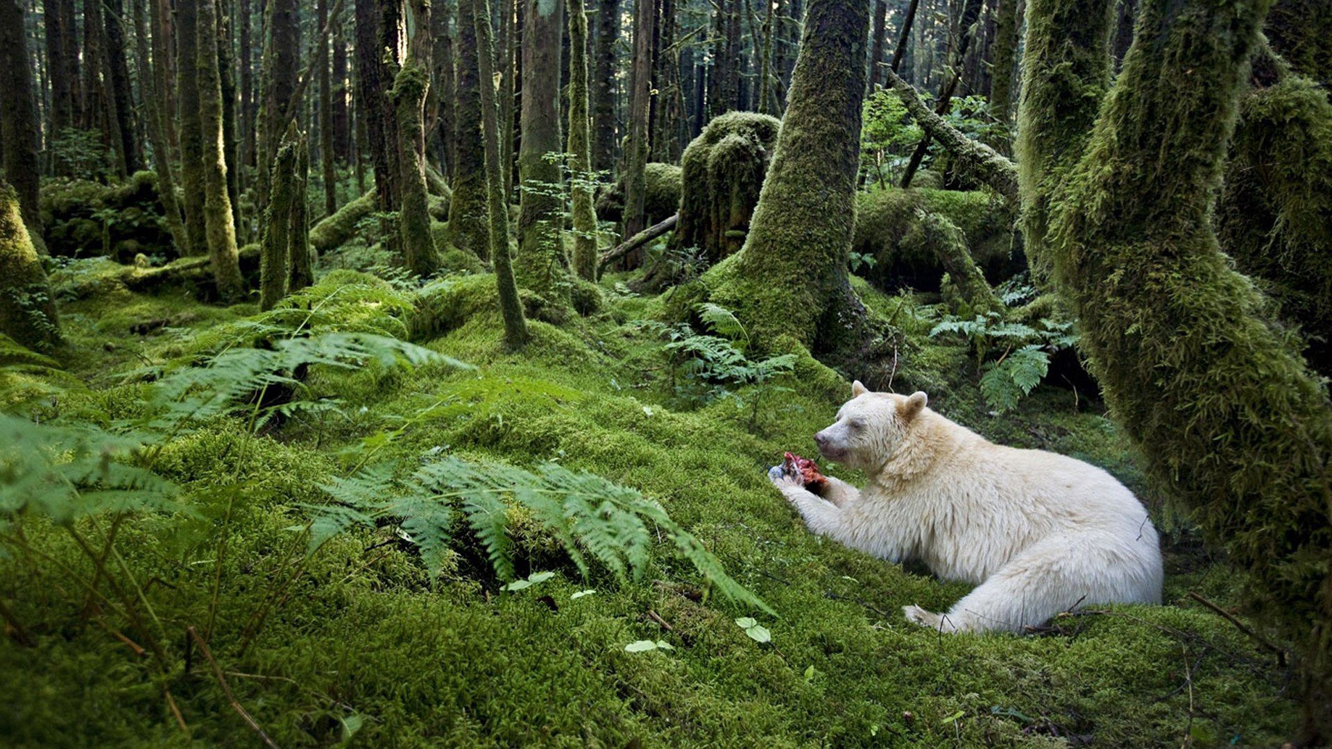 Free download wallpaper Animals, Forest, Bear, Meal, Albino on your PC desktop