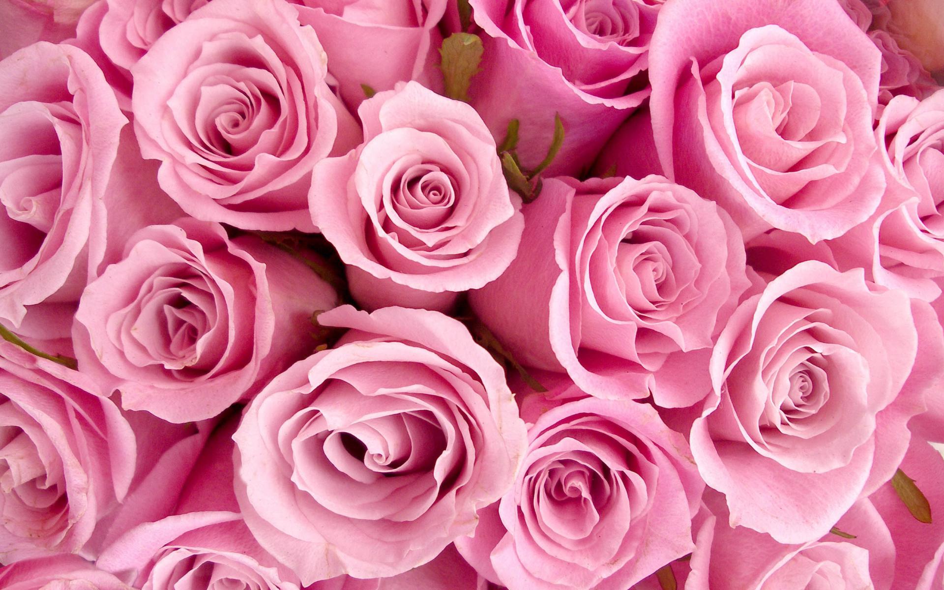 Téléchargez gratuitement l'image Fleurs, Rose, Fleur, Terre/nature, Fleur Rose, Rose Rose sur le bureau de votre PC