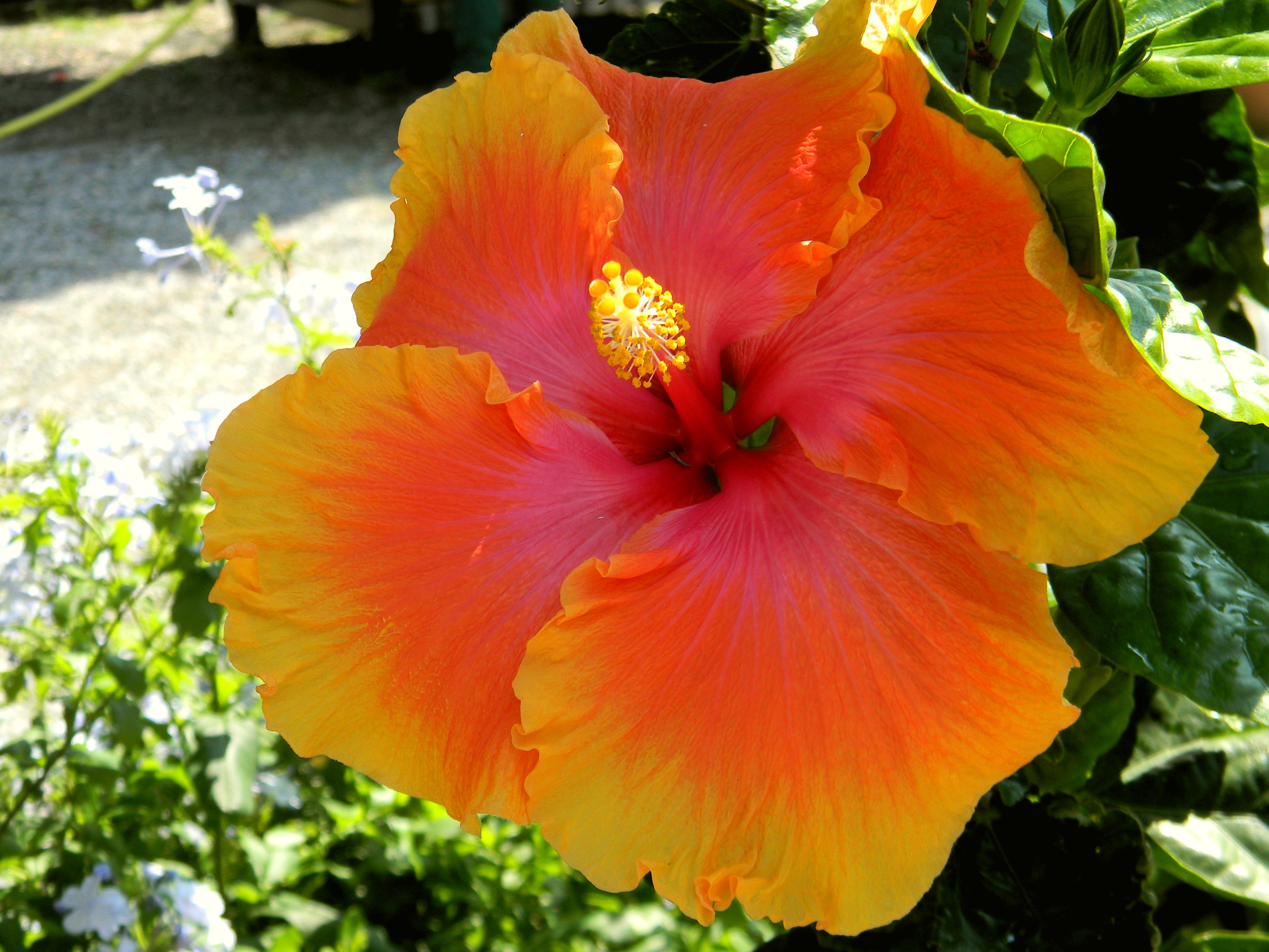 Free download wallpaper Flowers, Flower, Earth, Hibiscus on your PC desktop