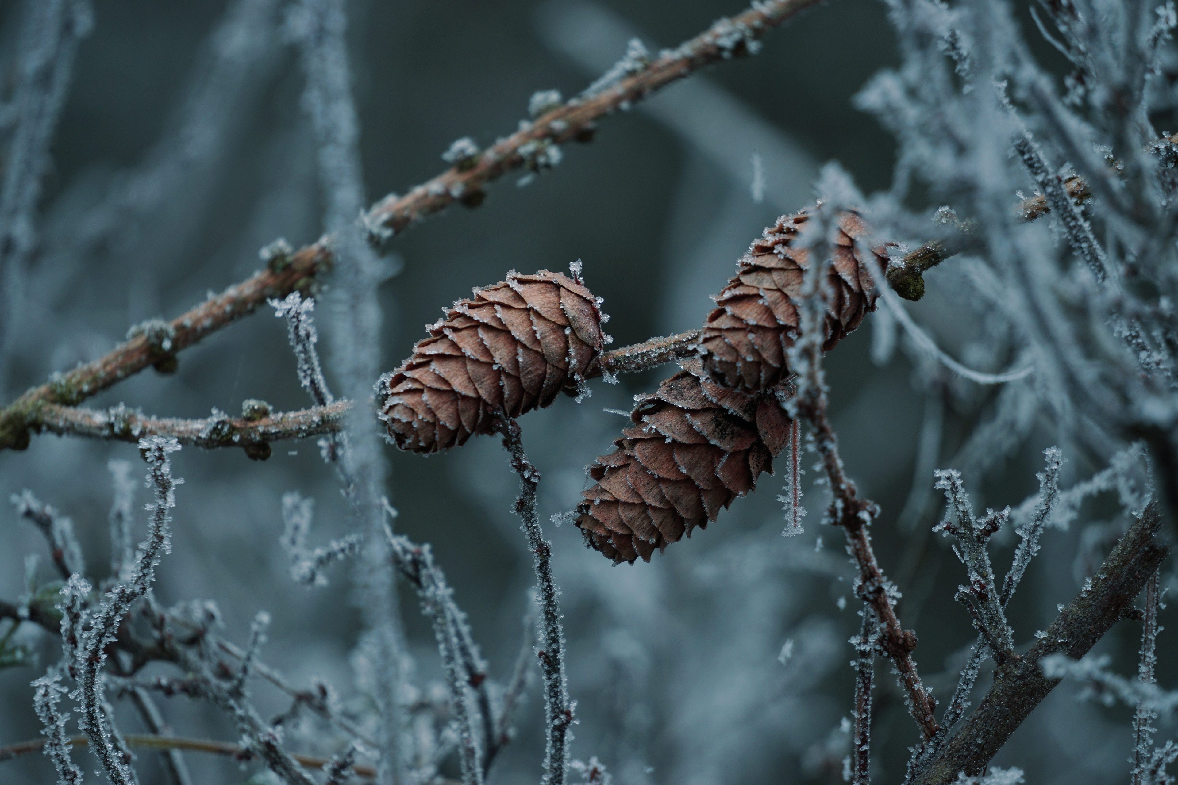 Download mobile wallpaper Winter, Branch, Earth, Frost, Pine Cone for free.