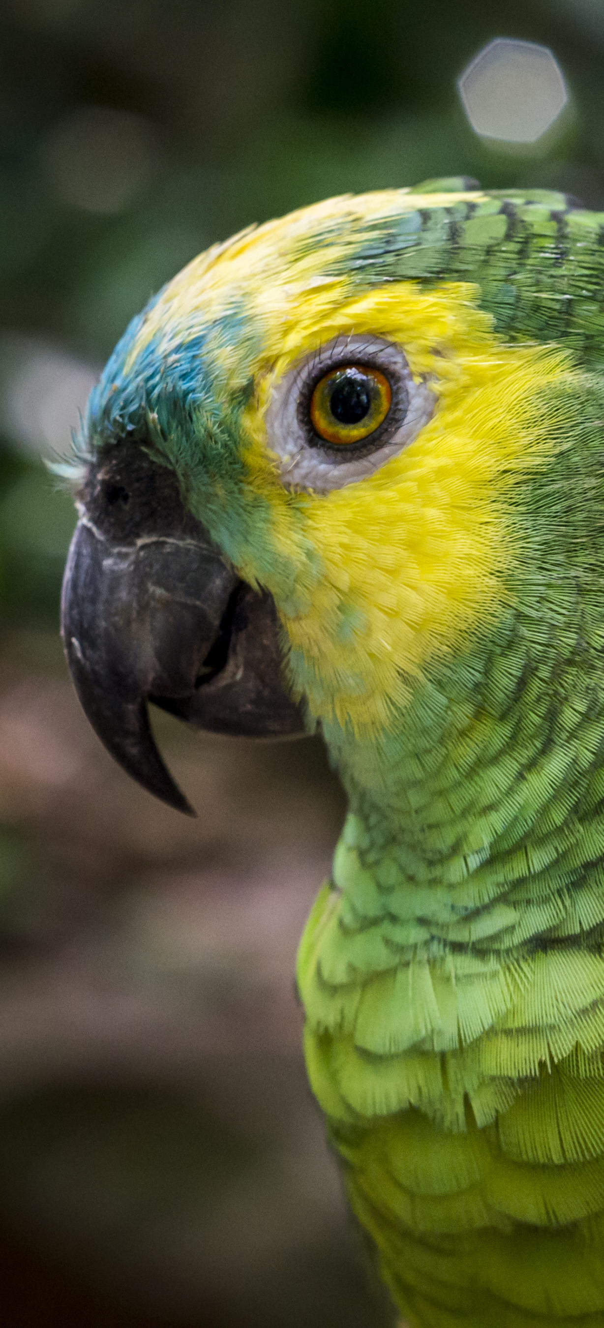 Téléchargez des papiers peints mobile Animaux, Oiseau, Des Oiseaux, Perroquet, Perroquet Amazone, Amazone À Front Turquoise gratuitement.