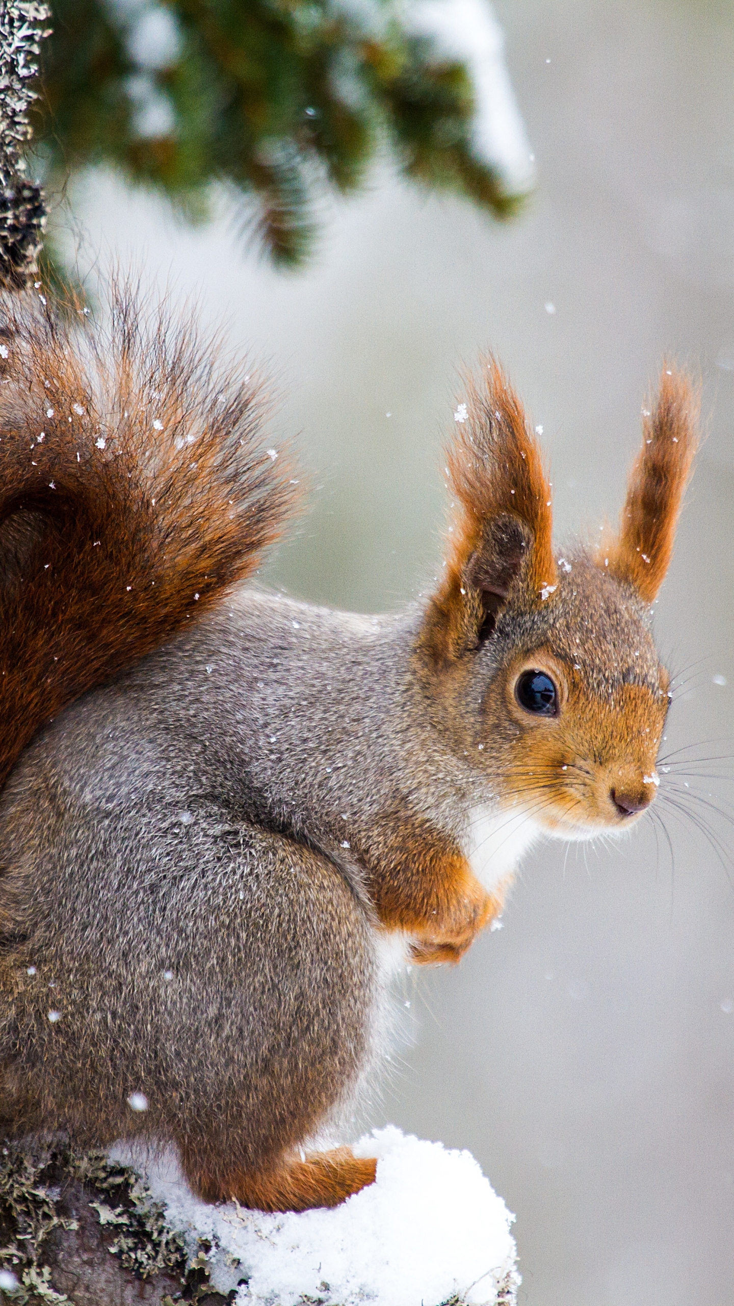Handy-Wallpaper Tiere, Winter, Eichhörnchen, Schnee, Nagetier, Schneefall kostenlos herunterladen.