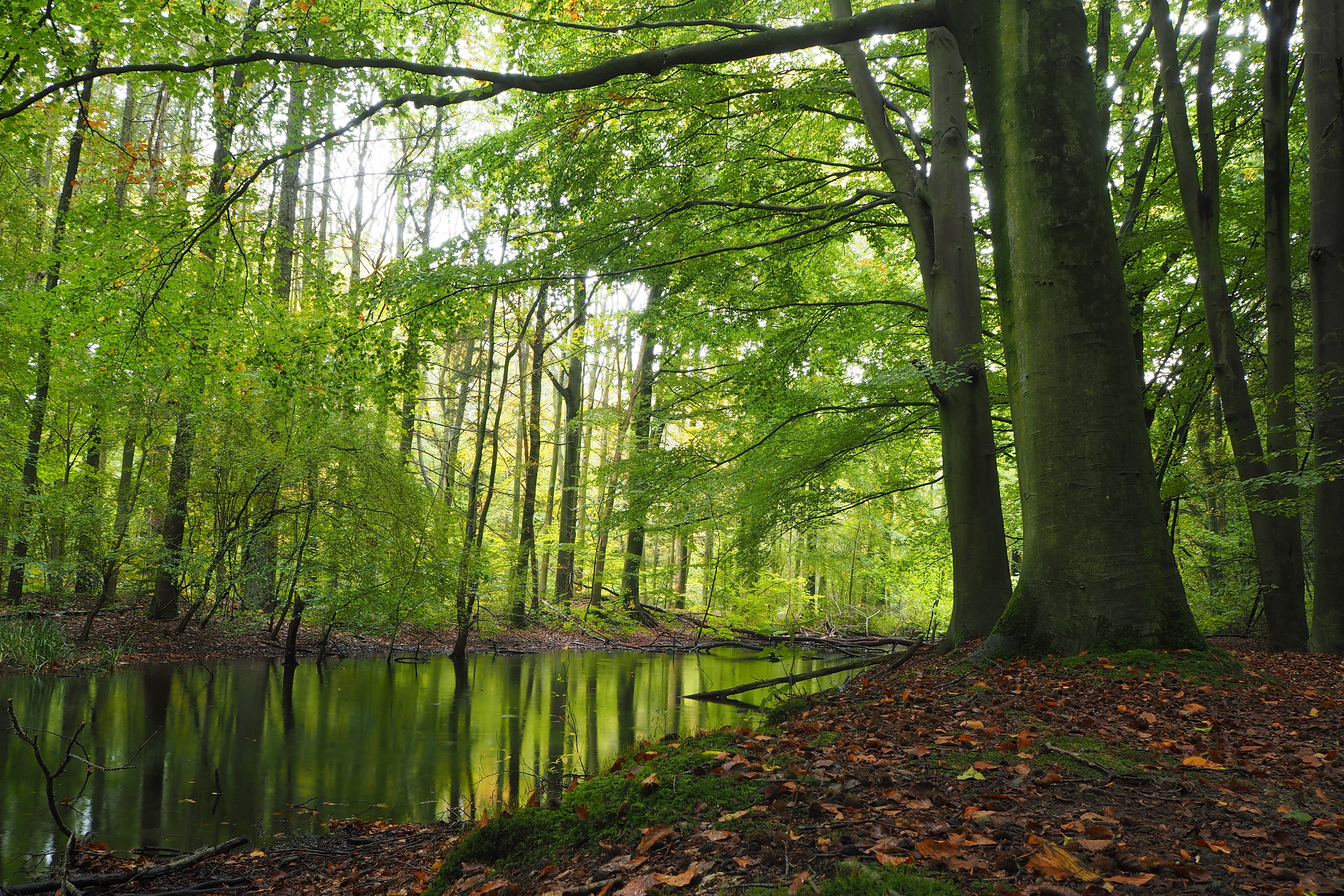 Laden Sie das Natur, Wald, Baum, Fluss, Erde/natur, Spiegelung-Bild kostenlos auf Ihren PC-Desktop herunter