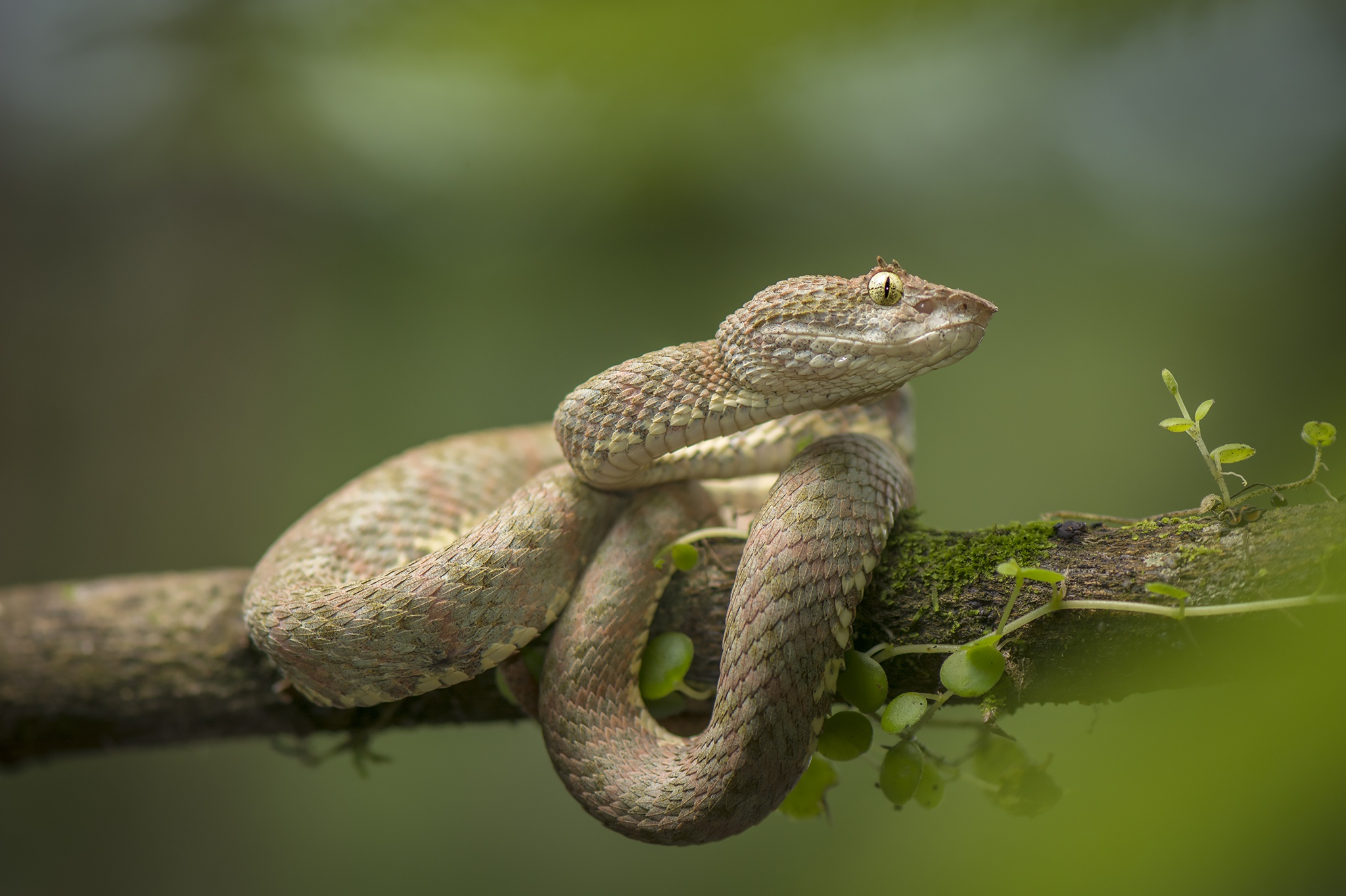 Descarga gratis la imagen Animales, Reptil, Serpiente, Reptiles, Víbora en el escritorio de tu PC