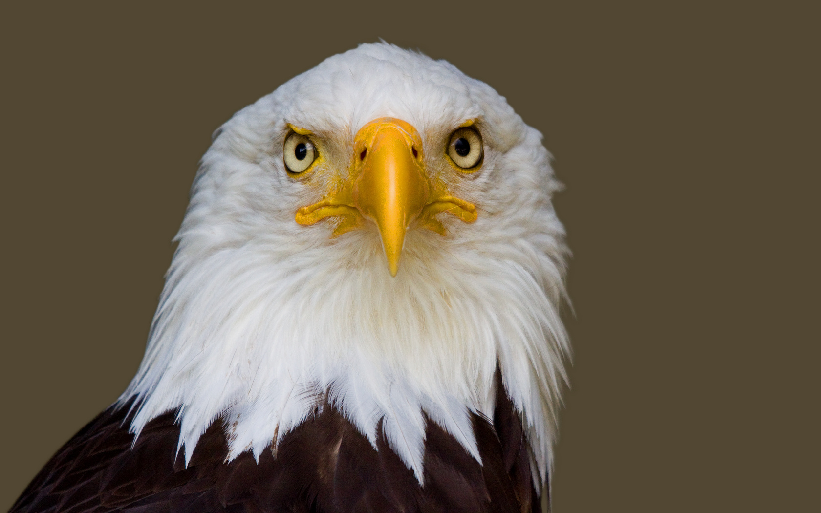 165827 descargar fondo de pantalla águila calva, animales, aves: protectores de pantalla e imágenes gratis