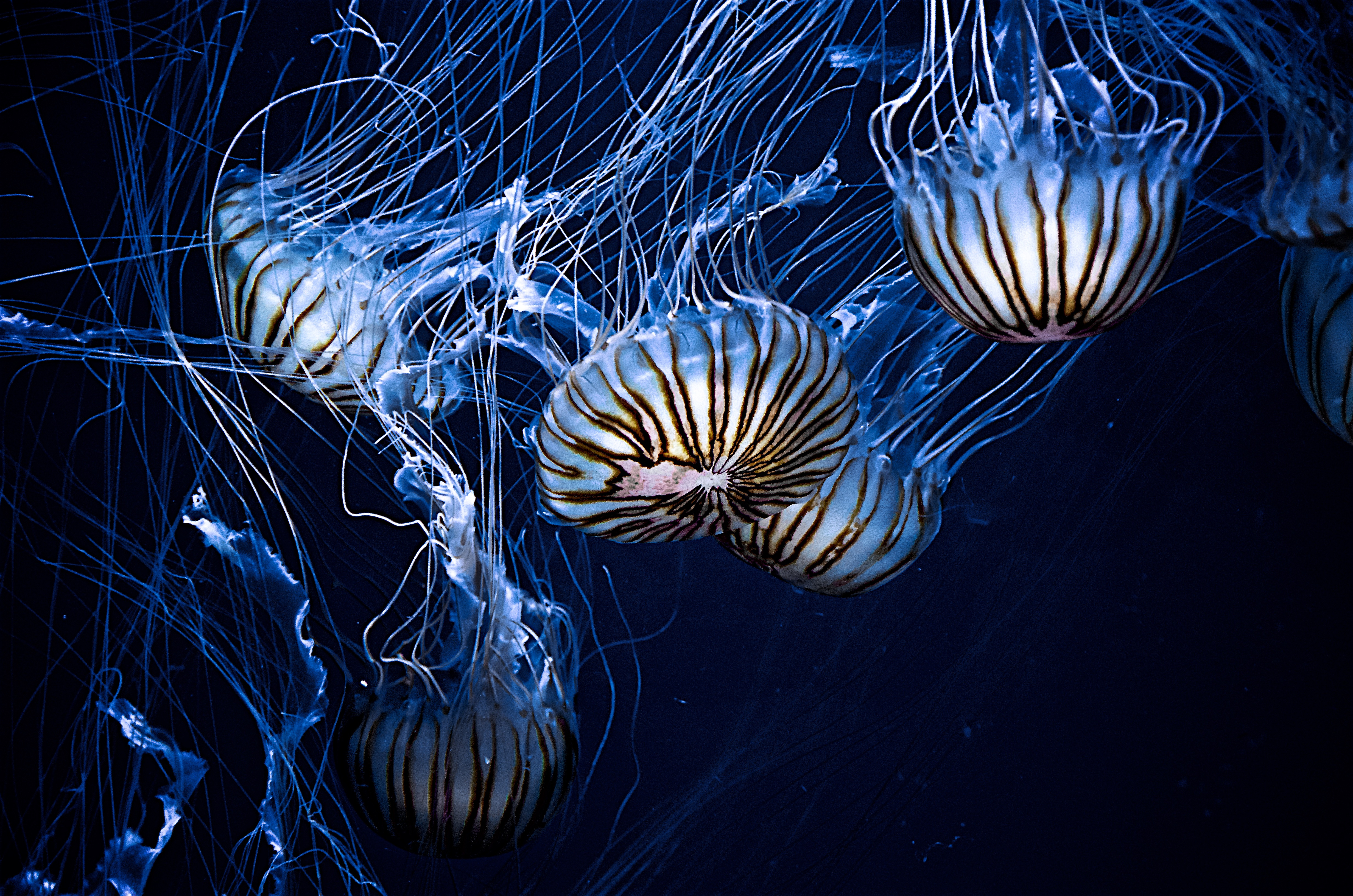 animals, jellyfish, stripes, streaks, underwater world, tentacles