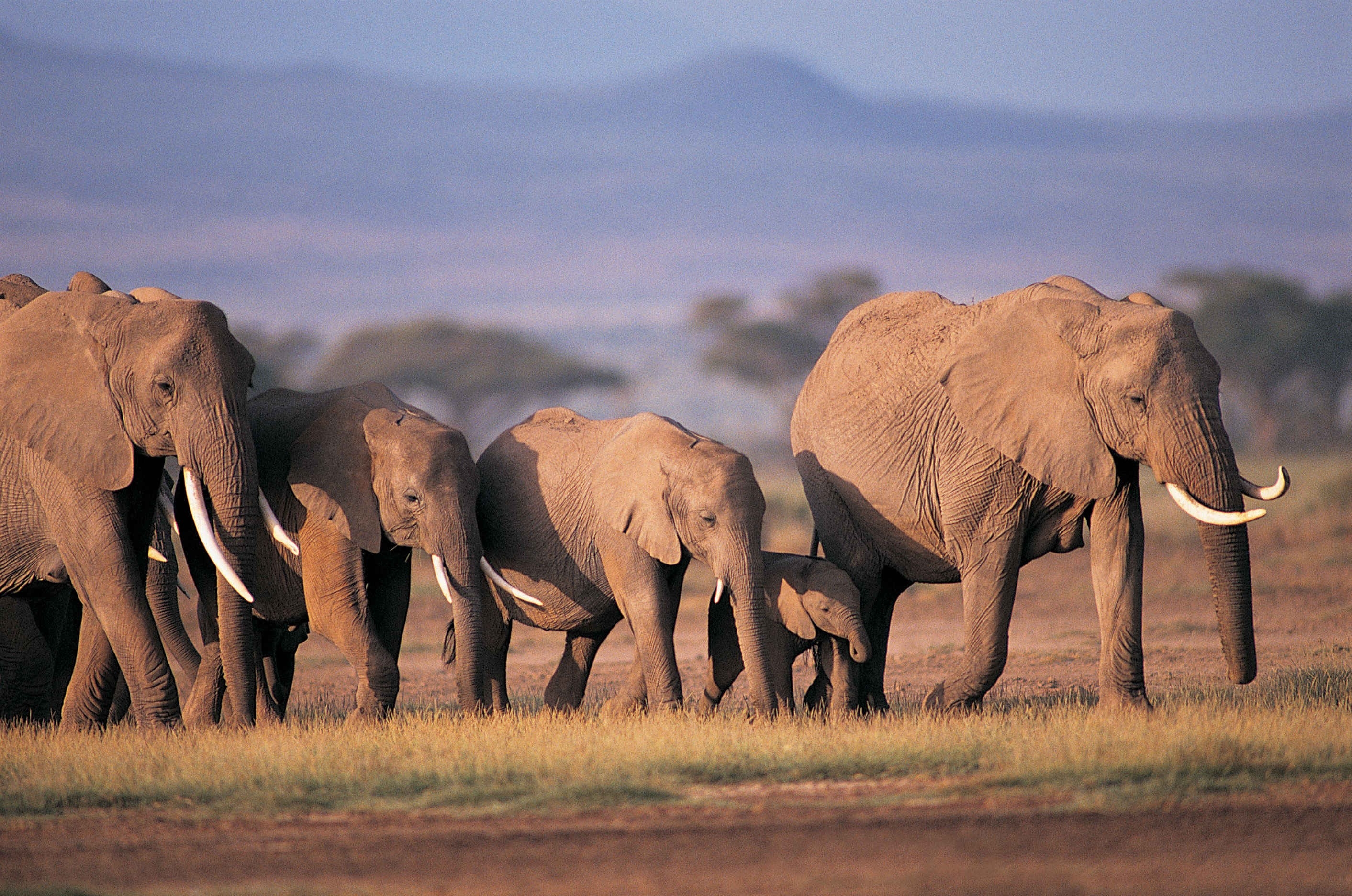 65388 скачать картинку слоны, животные, трава, семья, забота, толпа - обои и заставки бесплатно