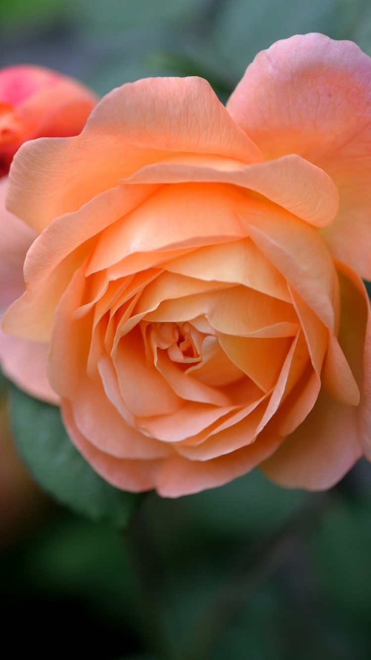無料モバイル壁紙フラワーズ, 花, 大きい, 薔薇, 閉じる, 地球, ぼかし, オレンジフラワーをダウンロードします。