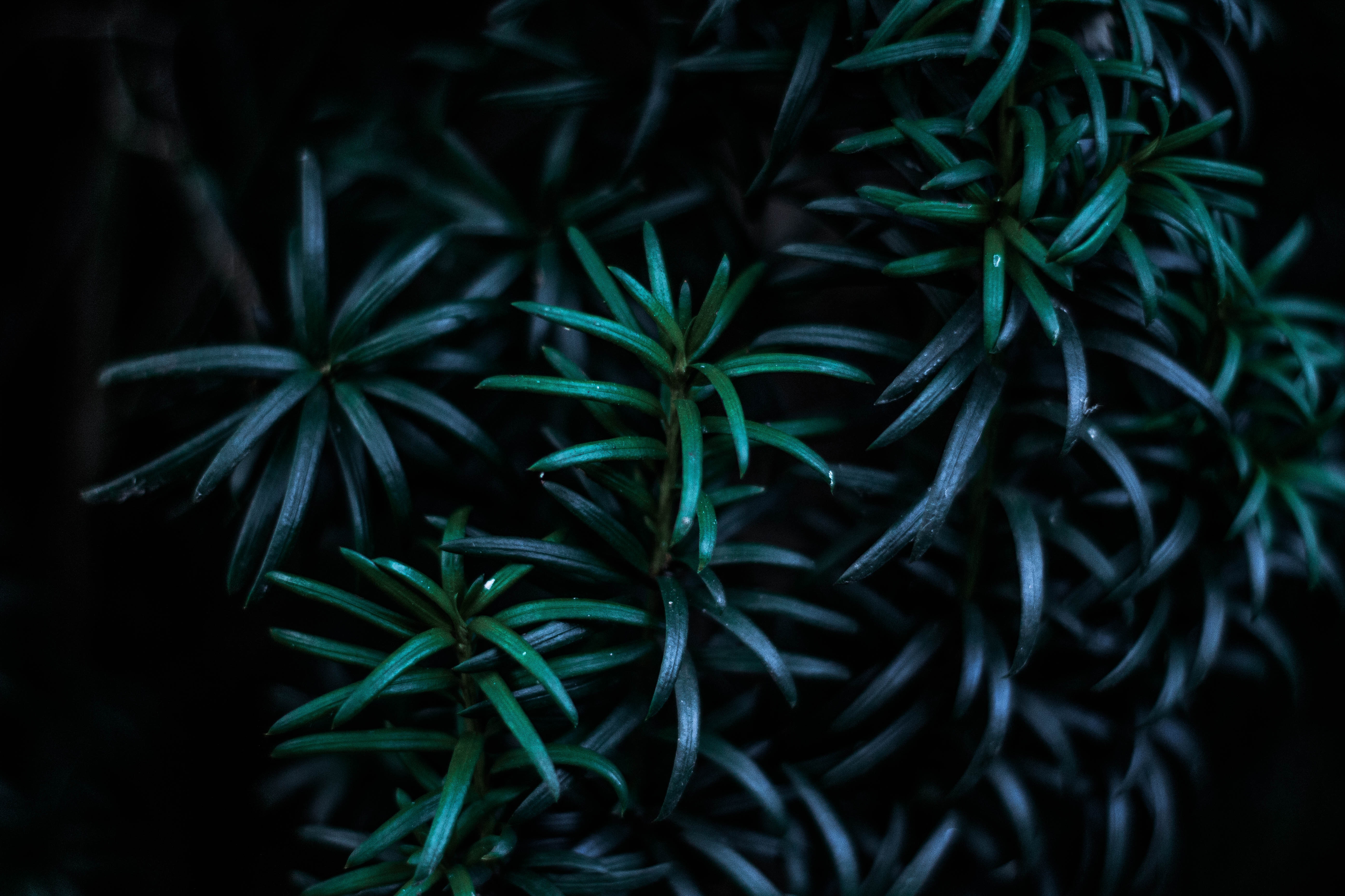 Free download wallpaper Branches, Nature, Leaves, Plant, Dark on your PC desktop