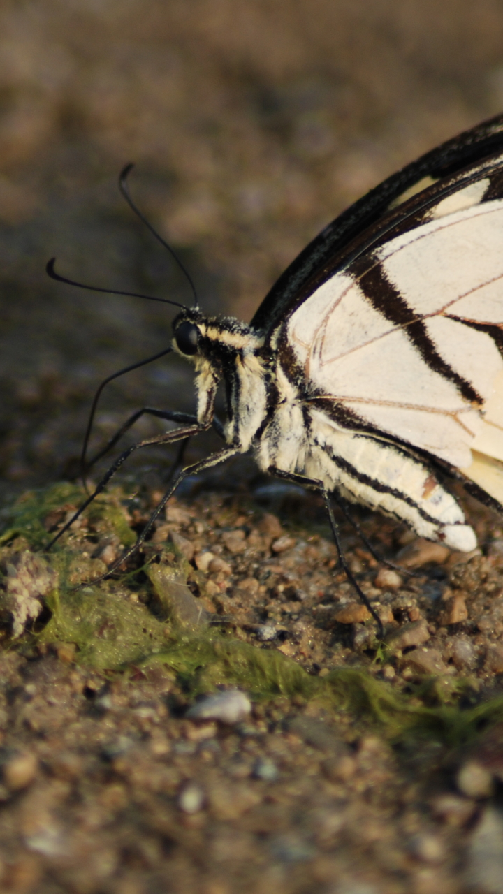 Descarga gratuita de fondo de pantalla para móvil de Animales, Mariposa.