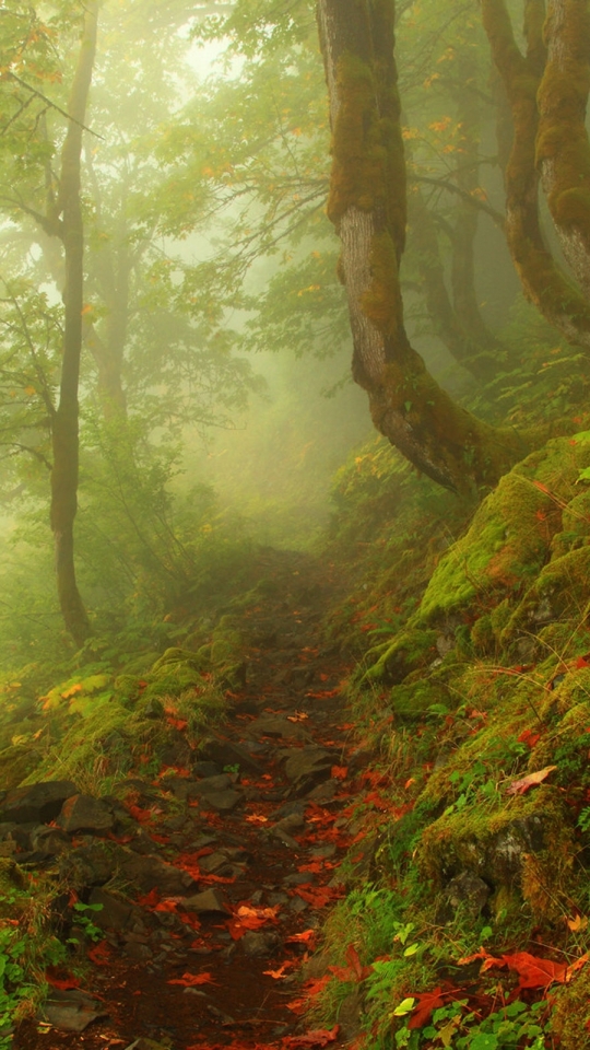 Download mobile wallpaper Landscape, Forest, Fog, Earth for free.