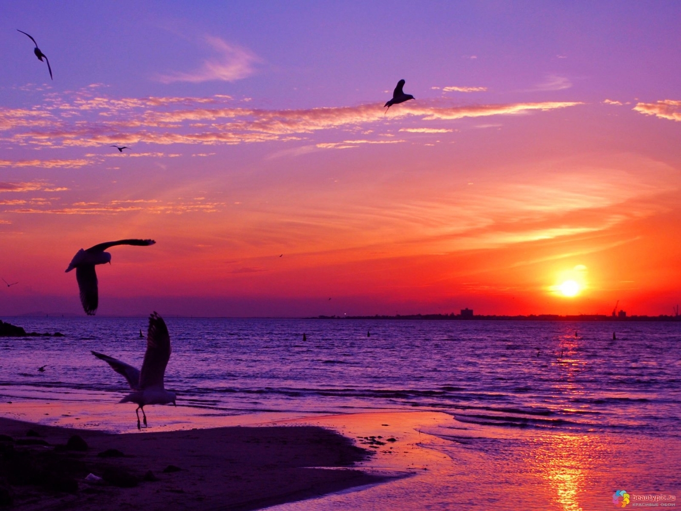 landscape, sunset, sea, seagulls