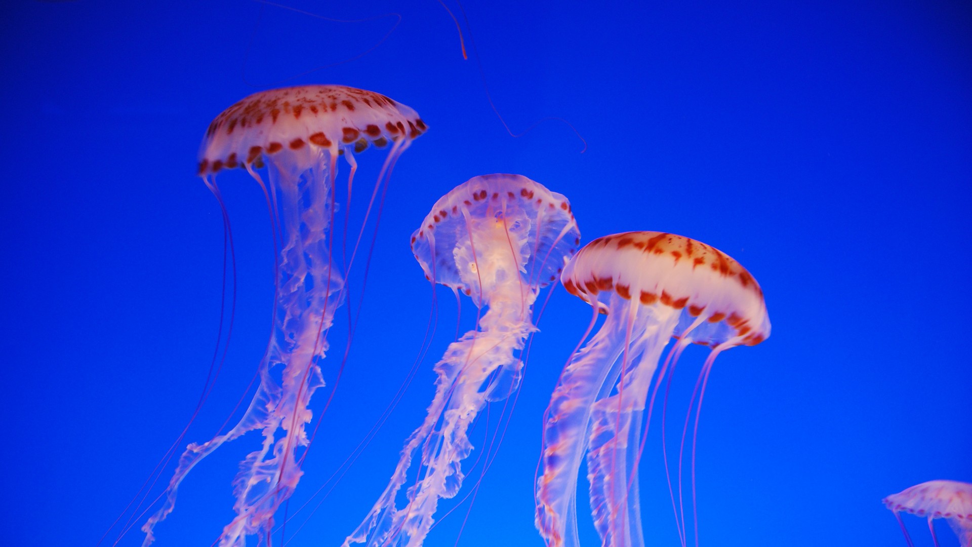 Download mobile wallpaper Jellyfish, Animal for free.