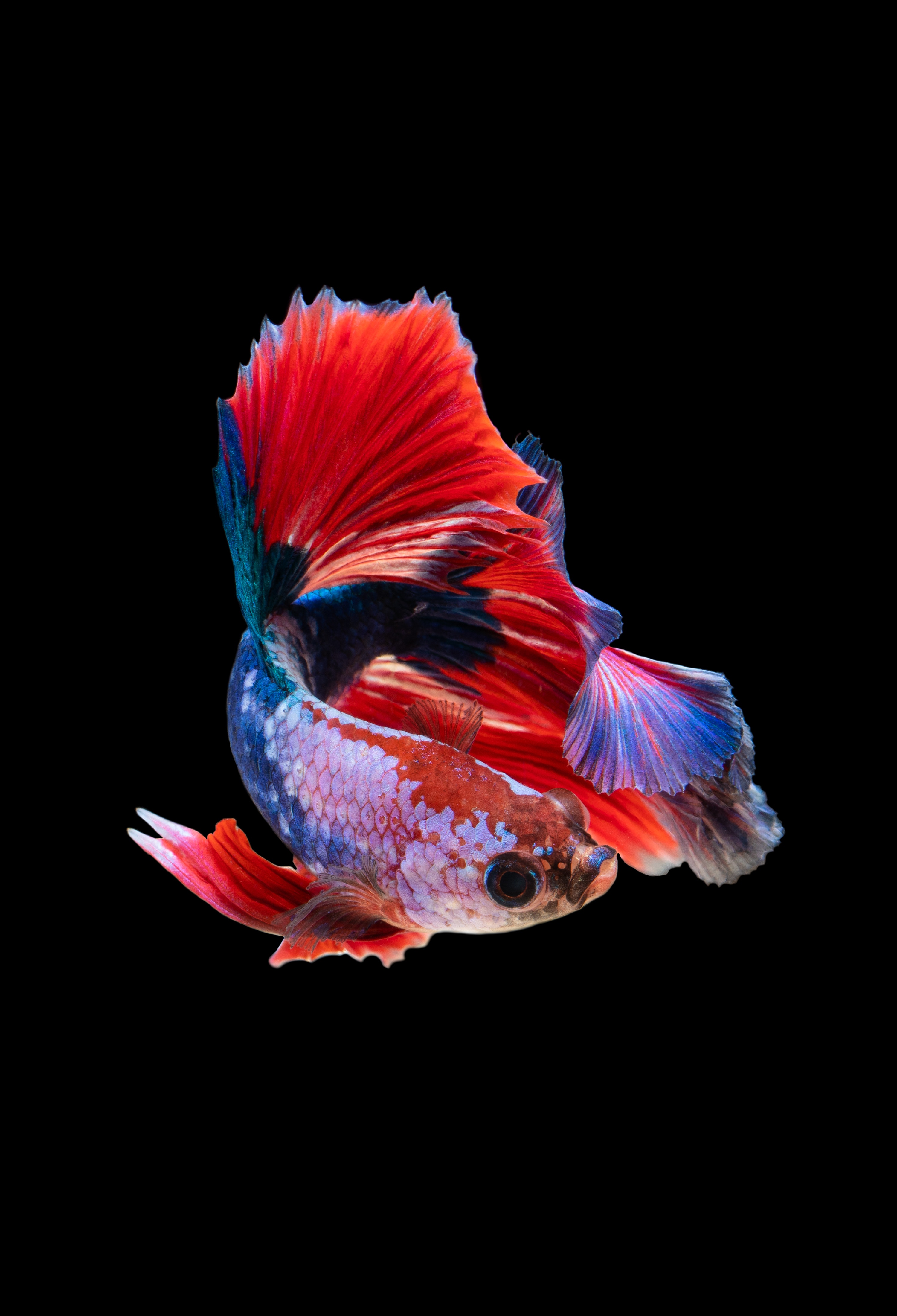 124945 скачать обои аквариум, рыбка, животные, красный, темный фон - заставки и картинки бесплатно