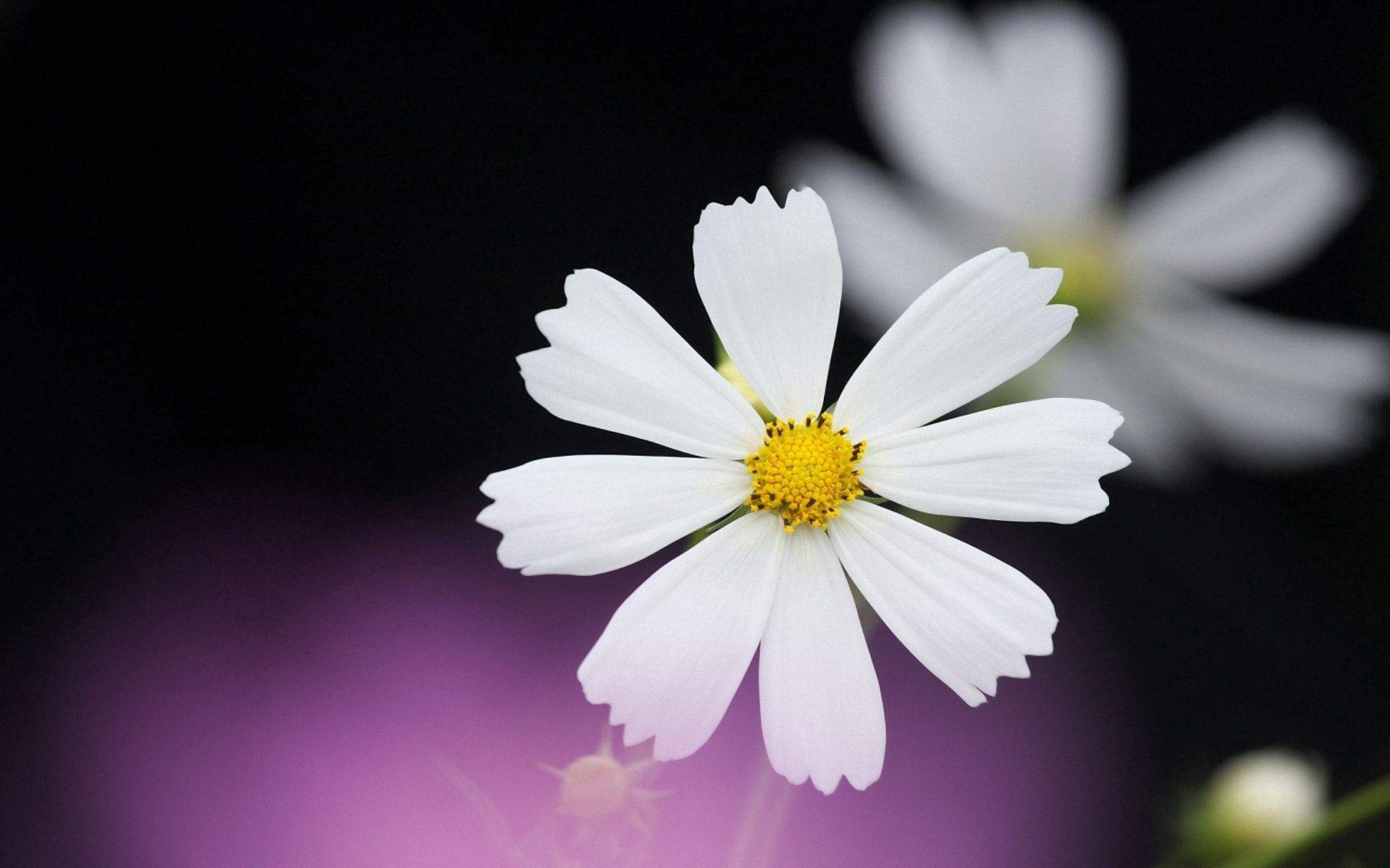 Download mobile wallpaper Flower, Petals, Chamomile, Flowers, Camomile, Background for free.
