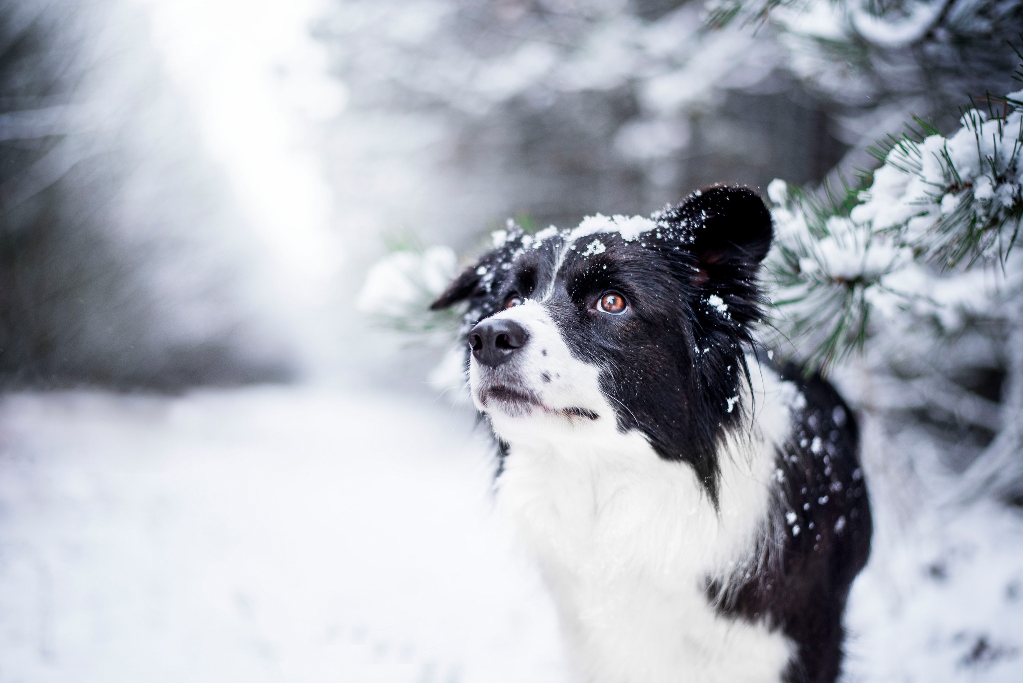 Handy-Wallpaper Tiere, Winter, Hunde, Schnee, Hund, Border Collie, Tiefenschärfe kostenlos herunterladen.
