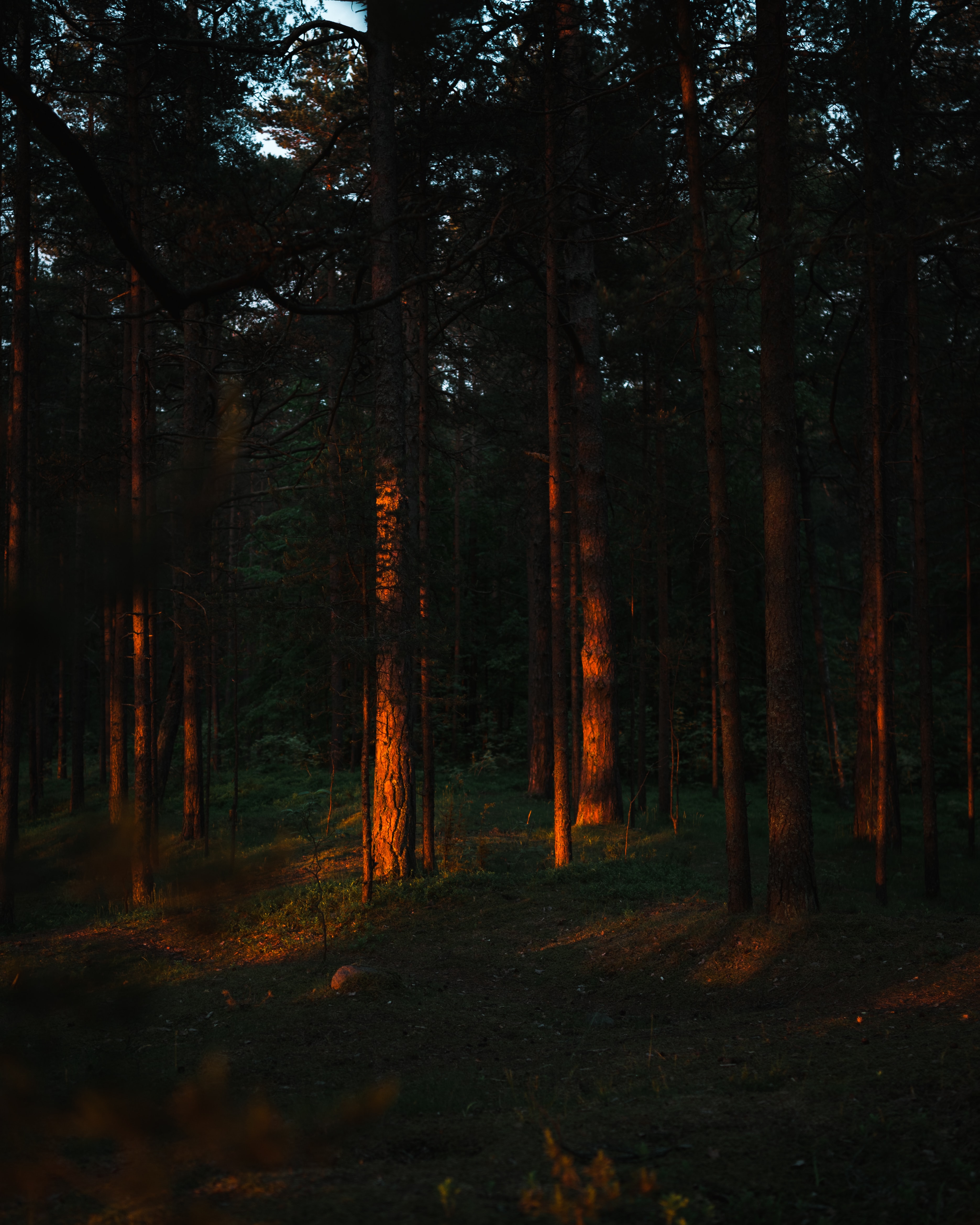 rays, nature, trees, pine, beams, forest QHD