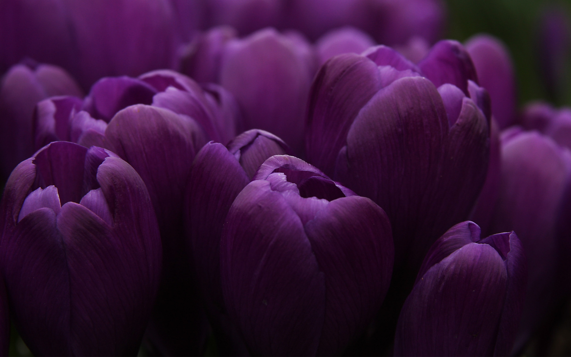 Téléchargez gratuitement l'image Fleur, Tulipe, Terre/nature sur le bureau de votre PC