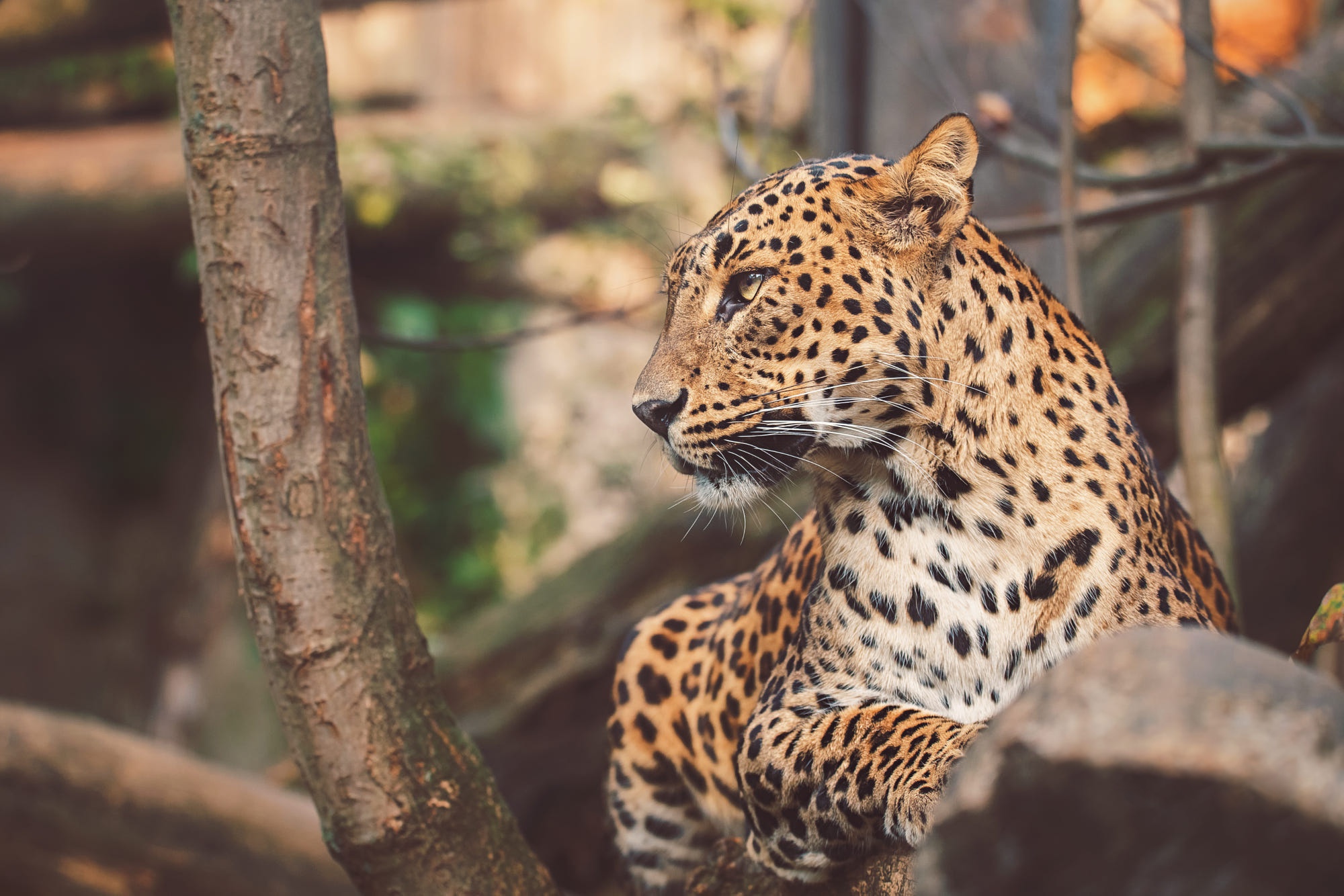 Baixar papel de parede para celular de Animais, Gatos, Leopardo gratuito.