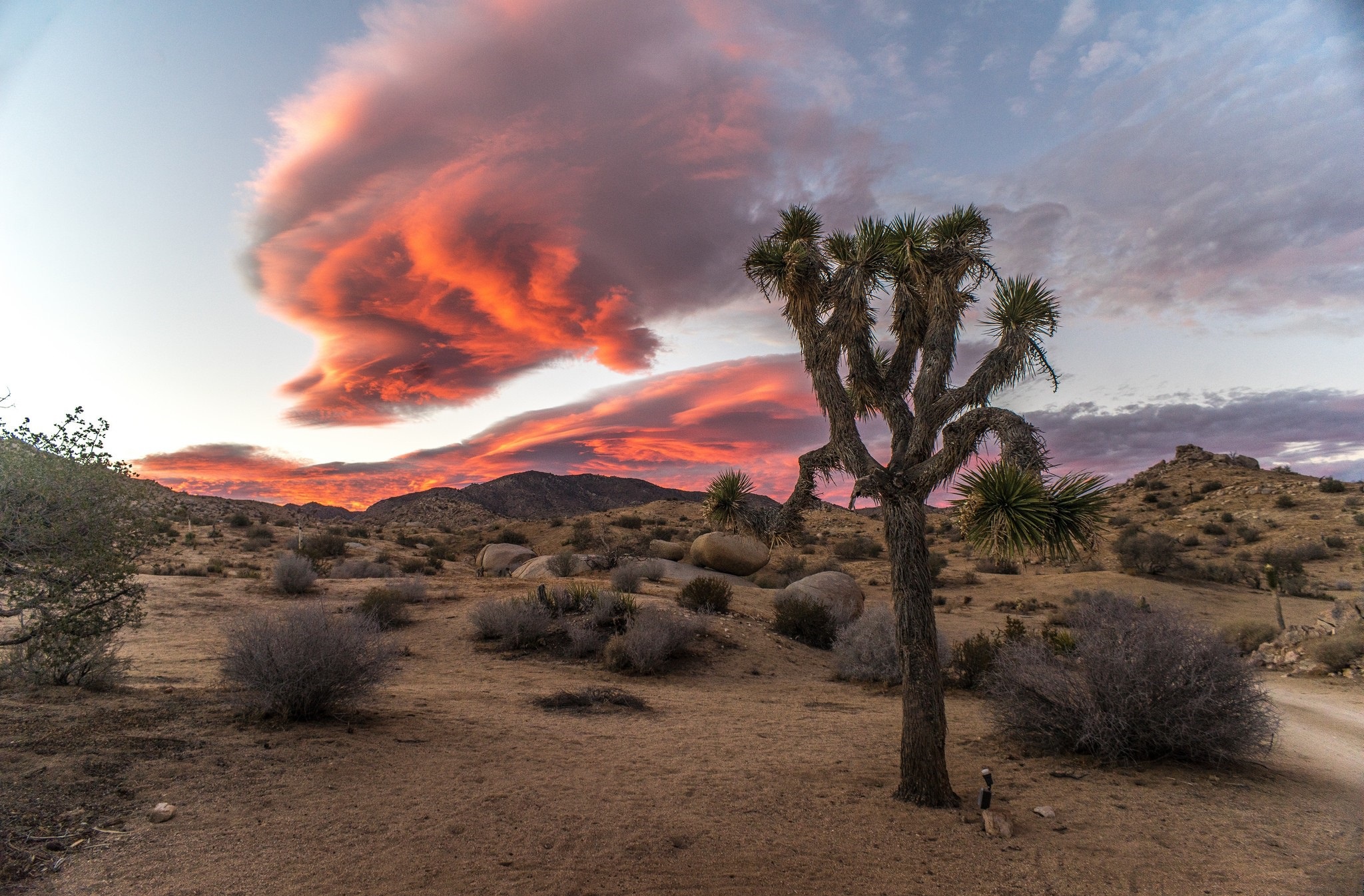 Download mobile wallpaper Landscape, Nature, Desert, Earth, Cloud, Joshua Tree for free.